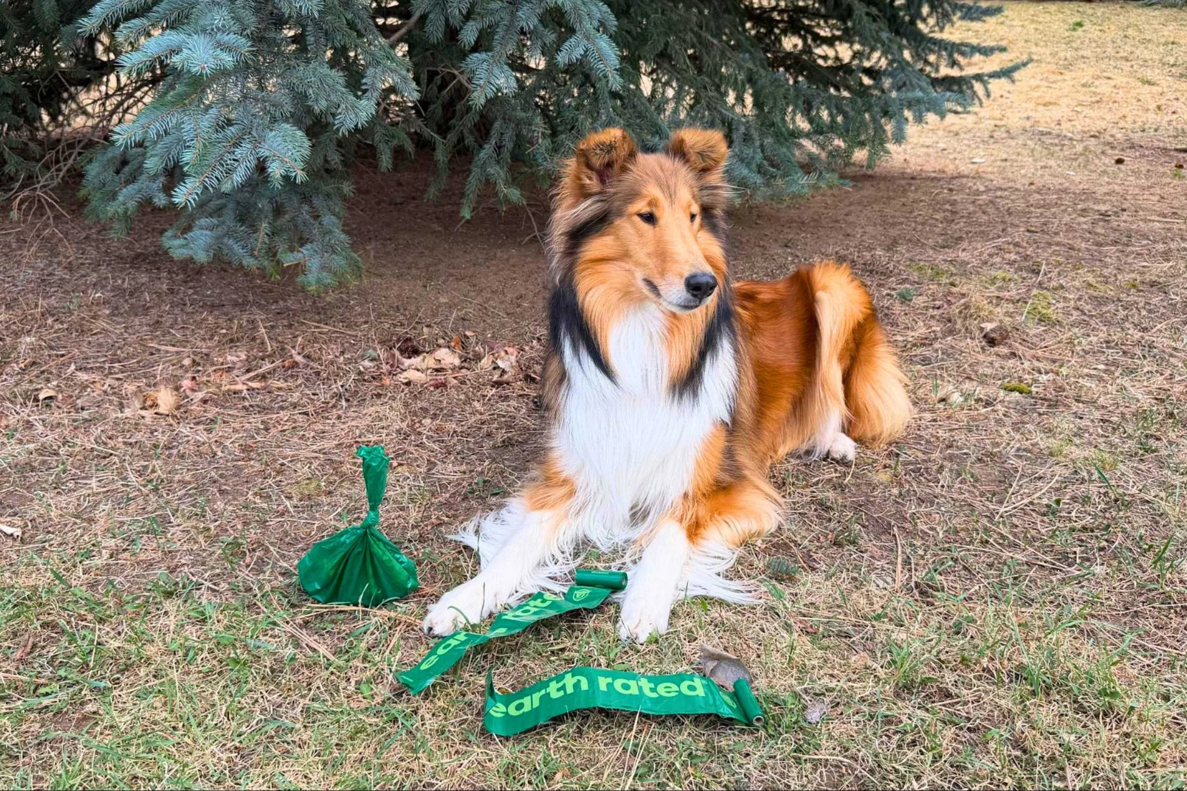 Dog sitting in front of a used earth rated bag and an unused roll