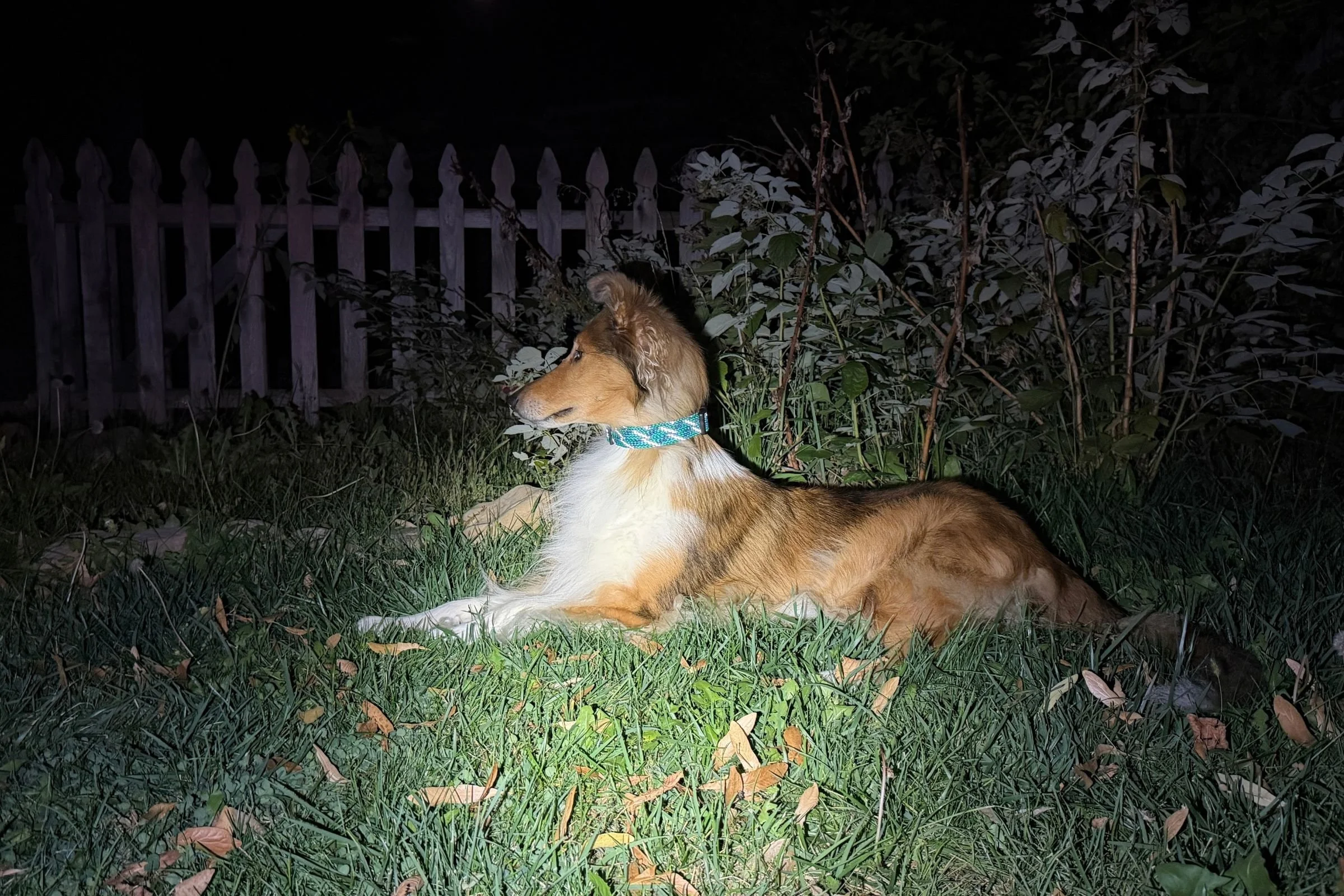 Dog laying in the grass wearing a Wilderdog Reflective Collar that is showing the reflective capabilities as a light is being shown on it