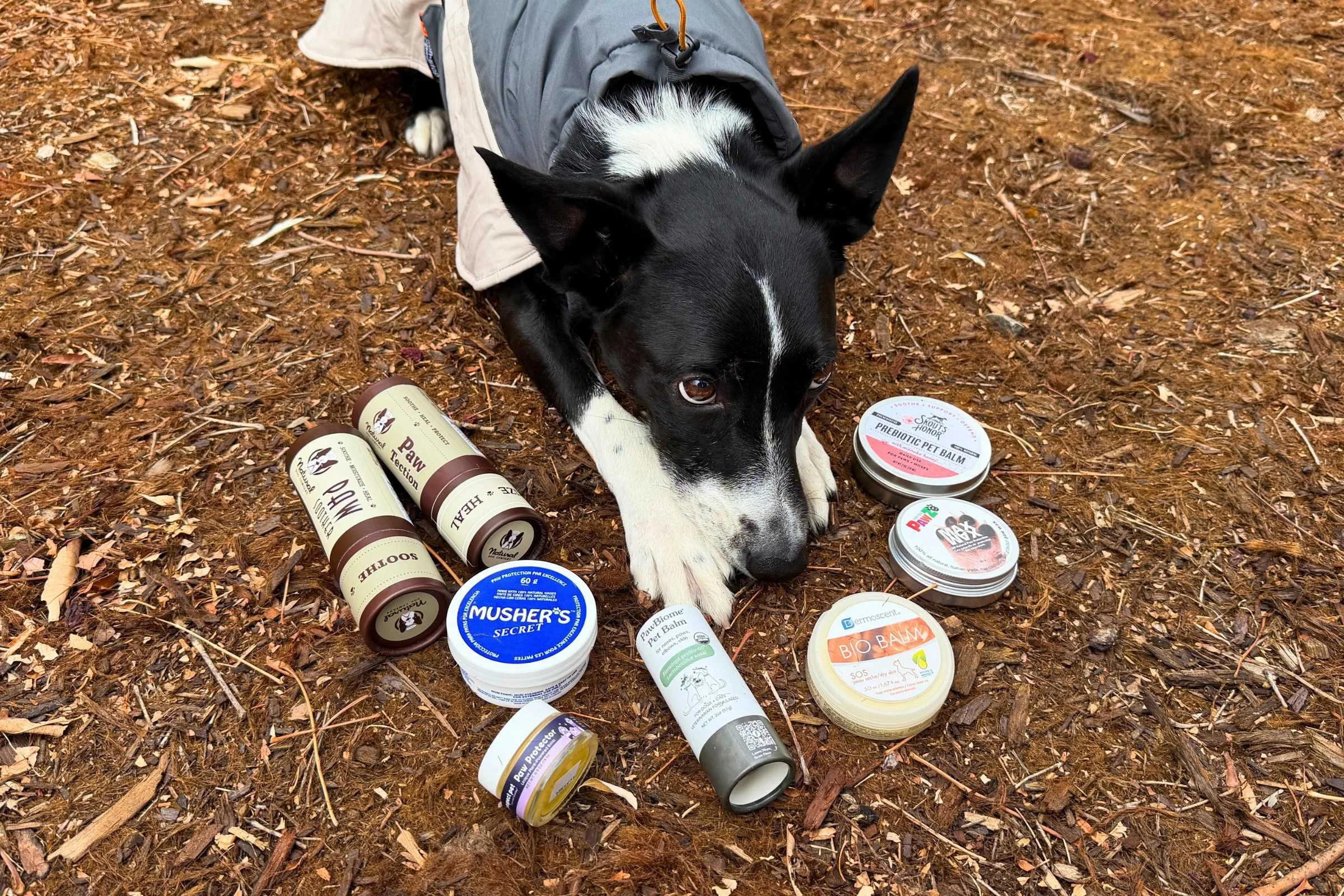 Dog laying next to a variety of dog paw balms