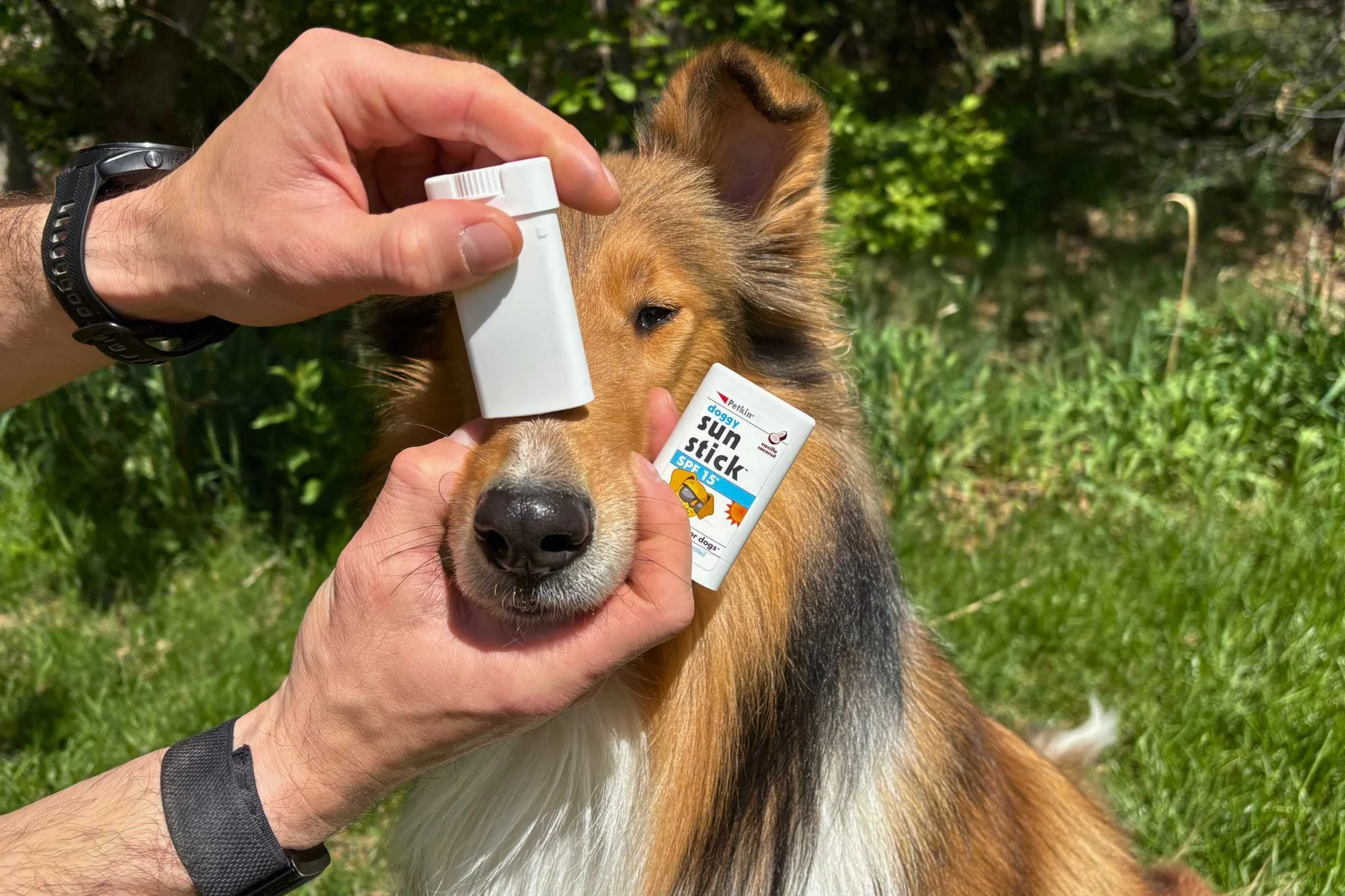 Dog sunscreen stick product