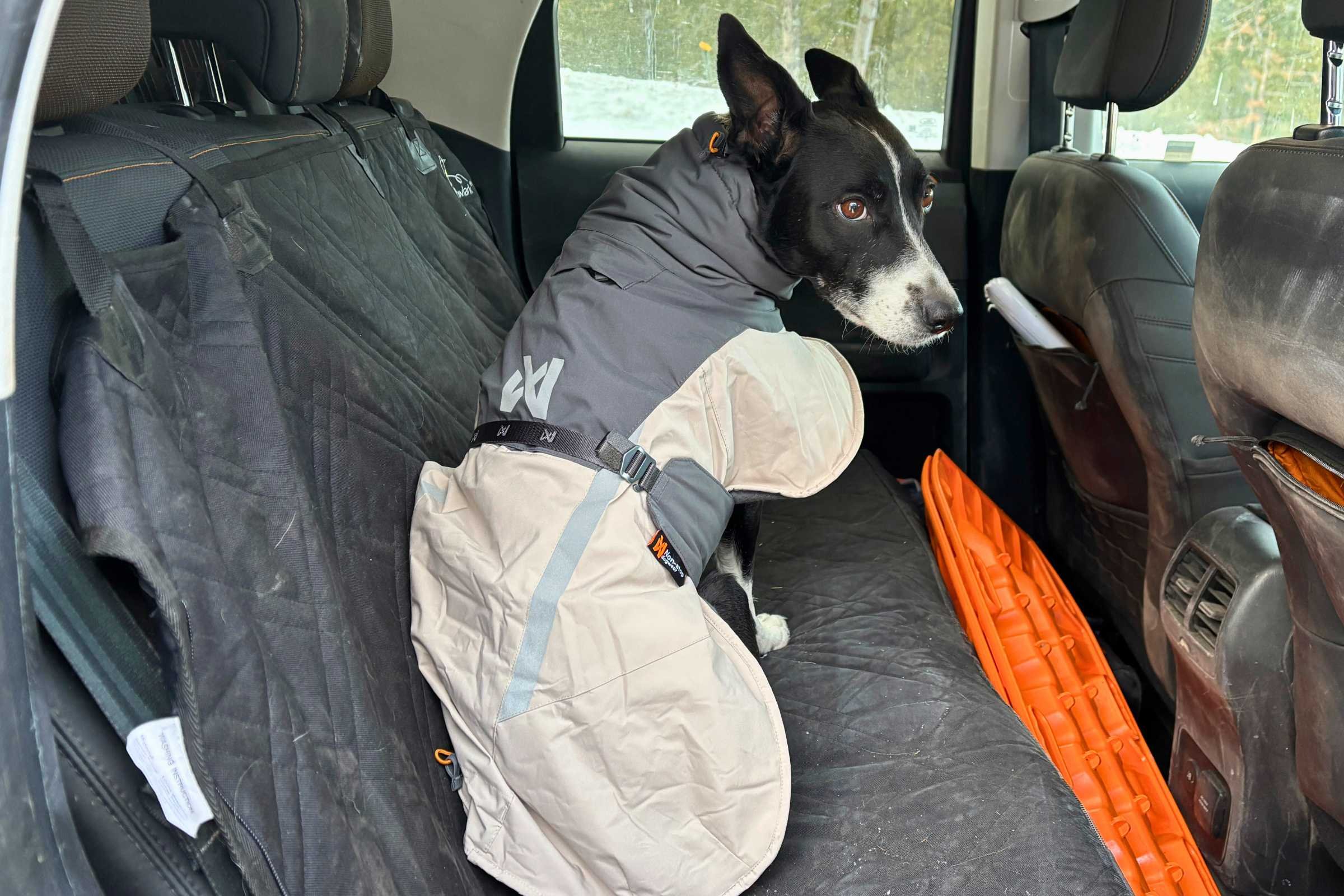Dogs in car seat covers returning from outdoor adventure