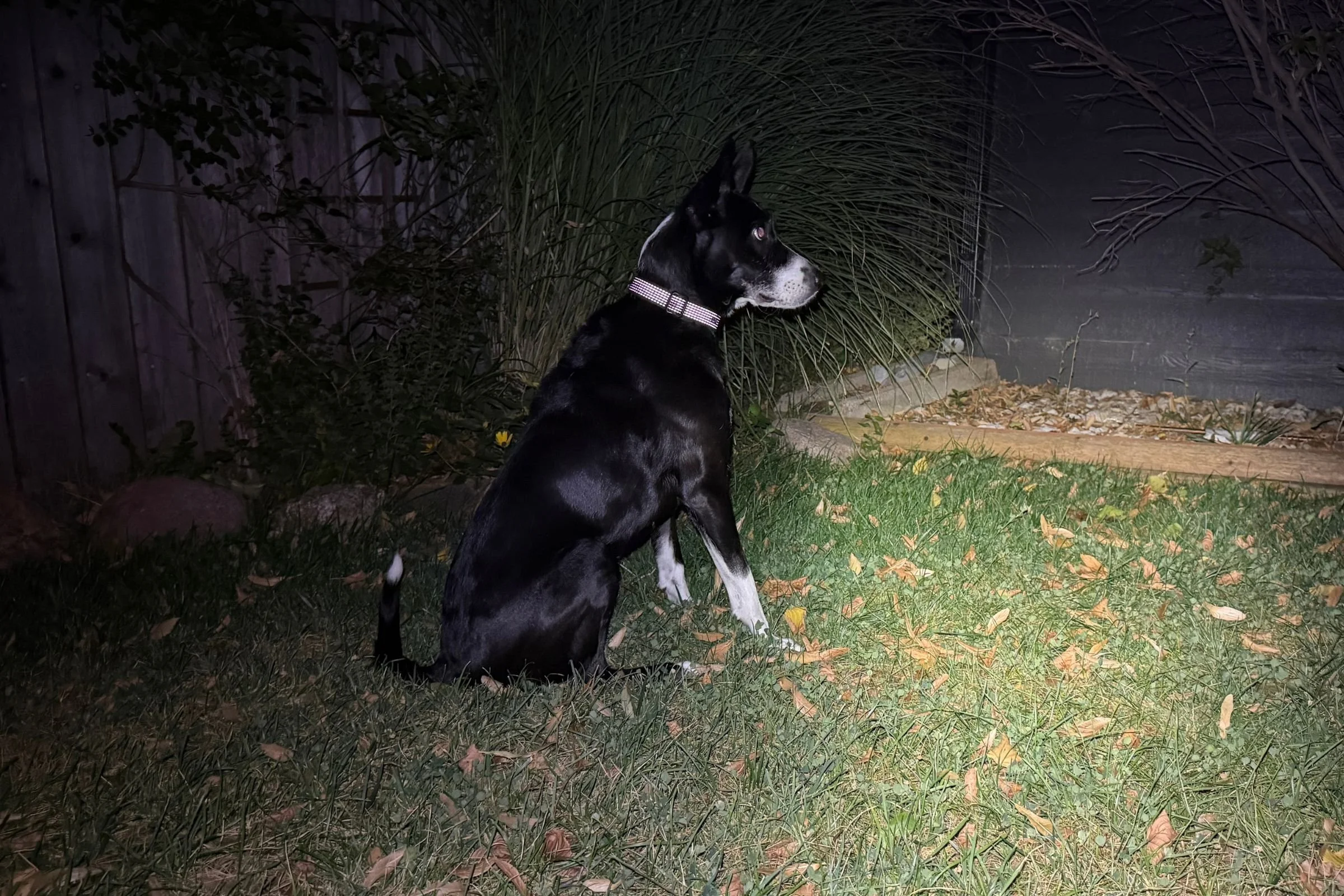 Dog wearing the Ruffwear Ridgeline Collar on a trail at dusk.