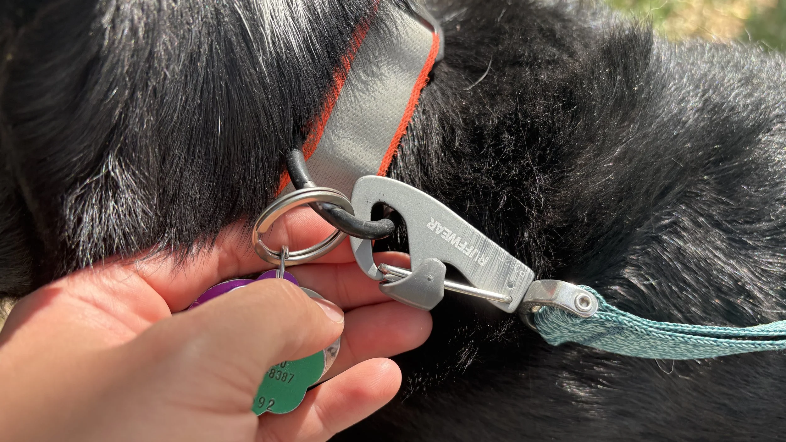 close-up of the ruffwear front range flex clipped to a collar