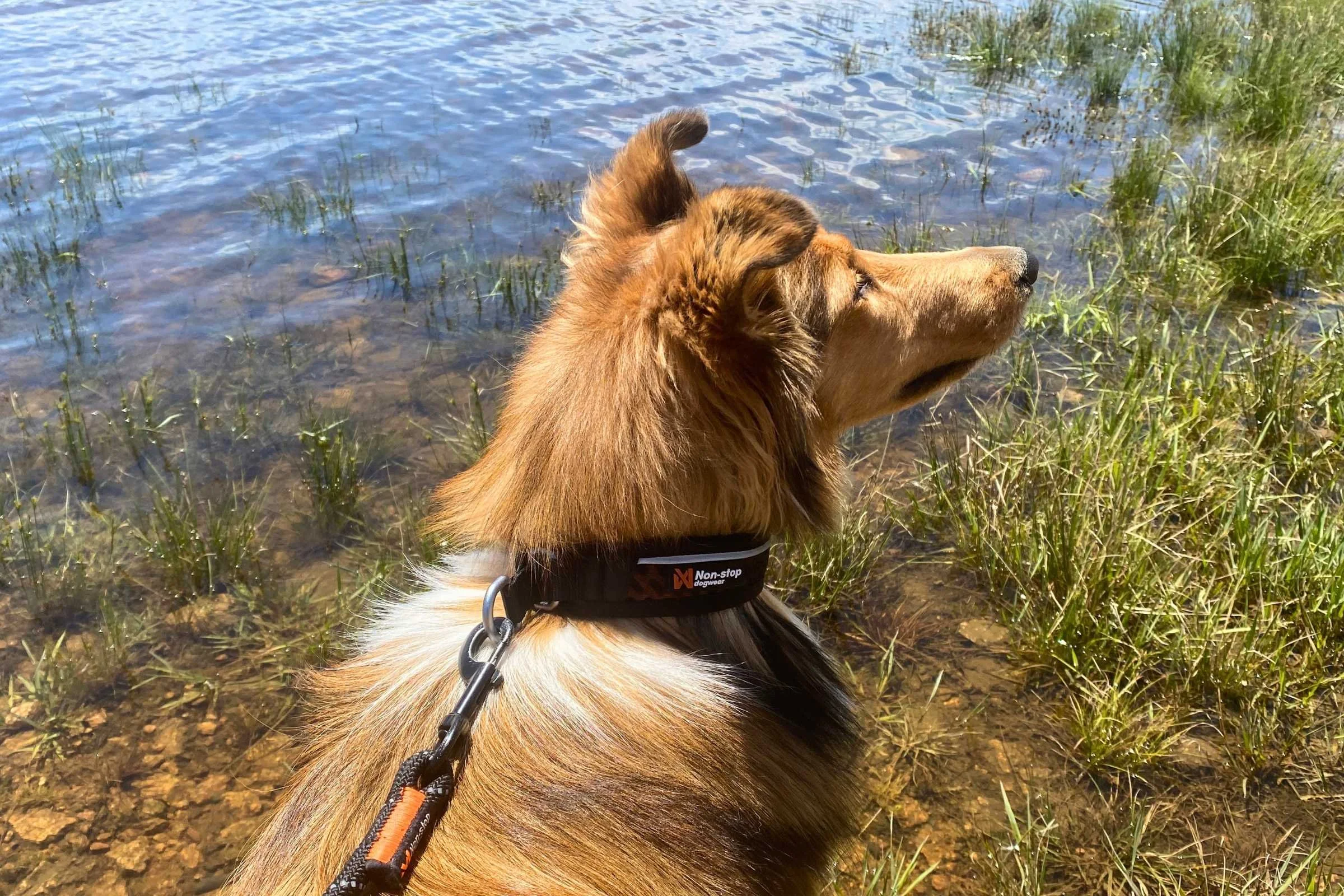 Dog wearin ghte Non-stop Dogwear Rock 3.0 collar by water