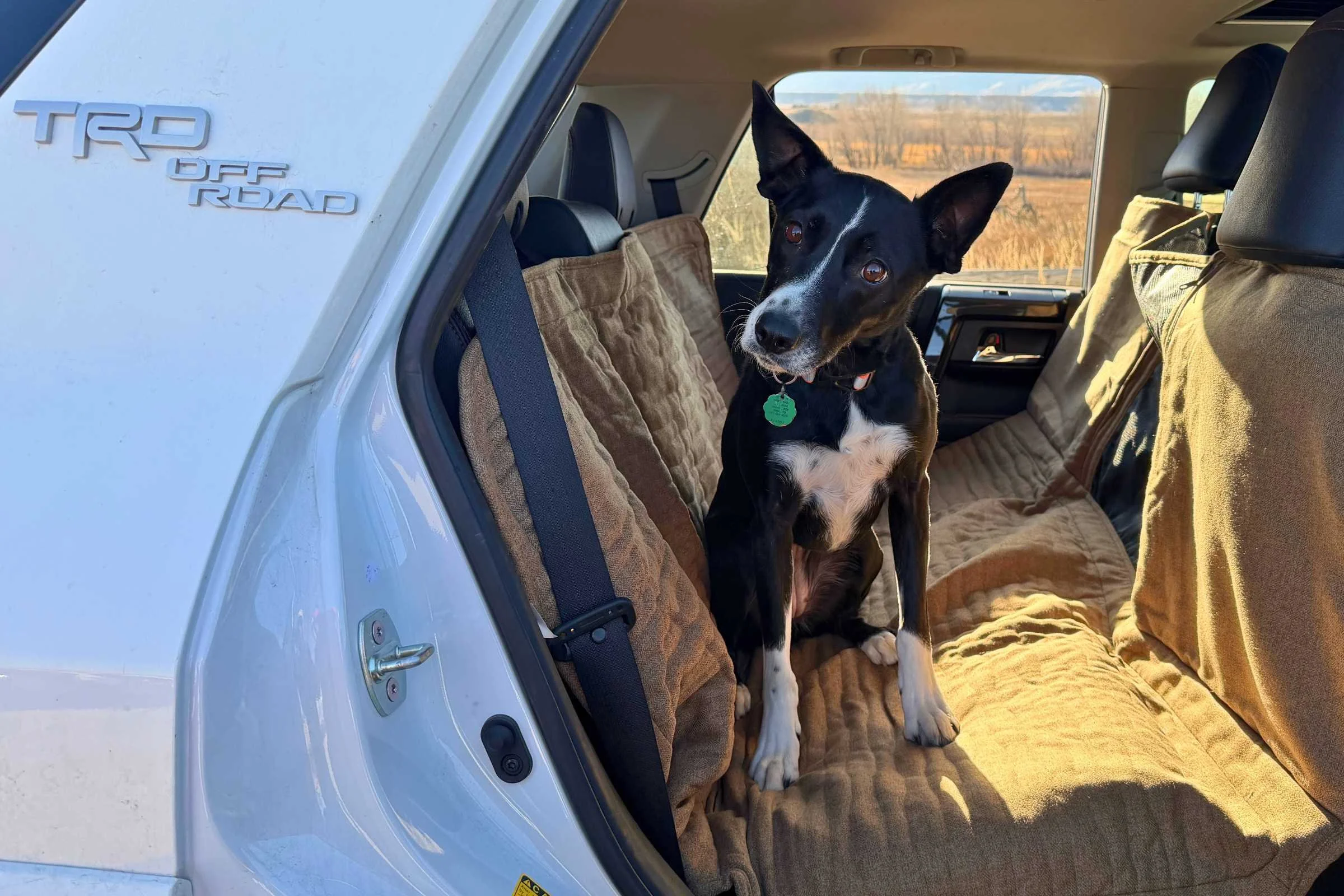 Happy dog sitting comfortably on quality car seat cover during travel