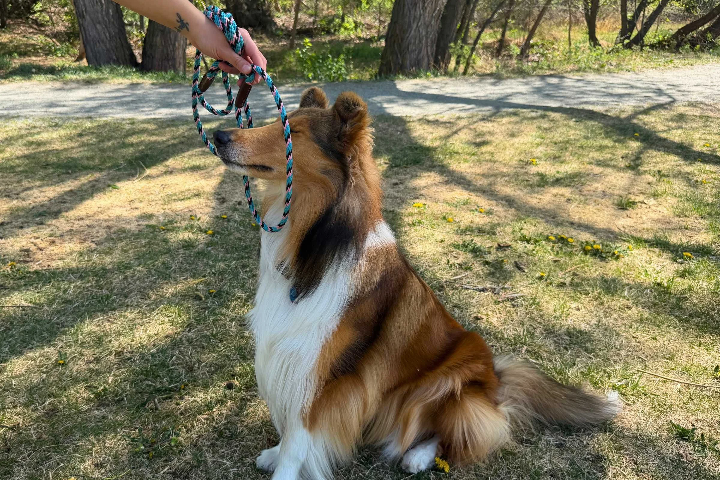 Slip lead leash being put around dog neck