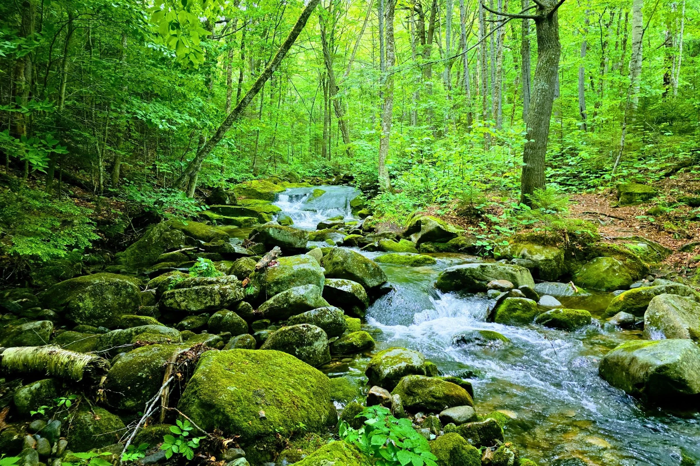 The GLT has frequent access to beautiful flowing water. Photo by Aubri Drake.