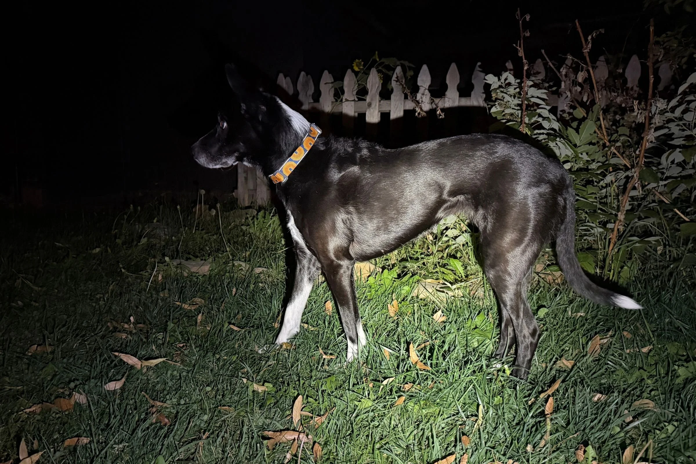 Dog wearing Ruffwear Crag dog collar at night