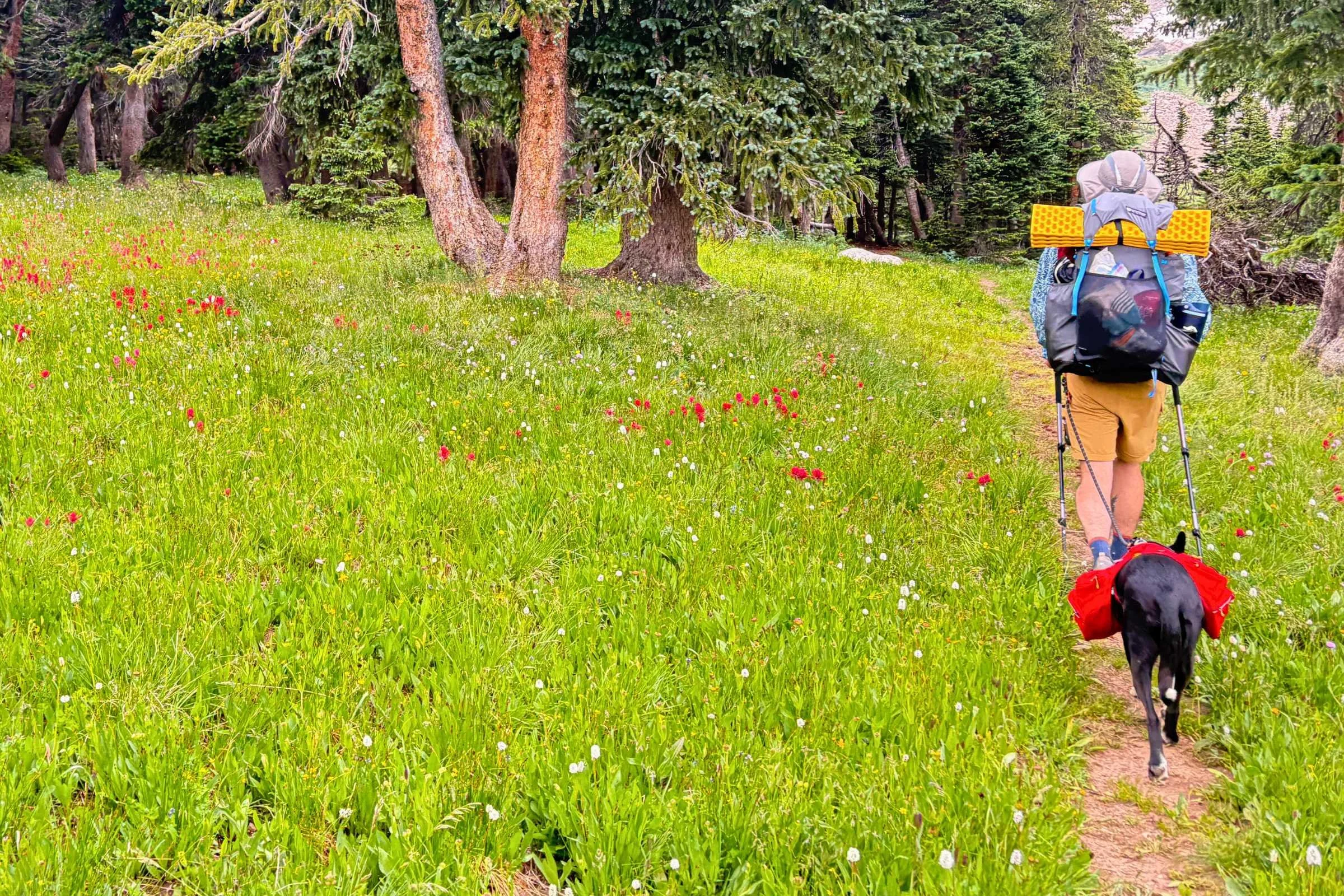 Dog backpacking while wearing Ruffwear Palisades Dog Pack
