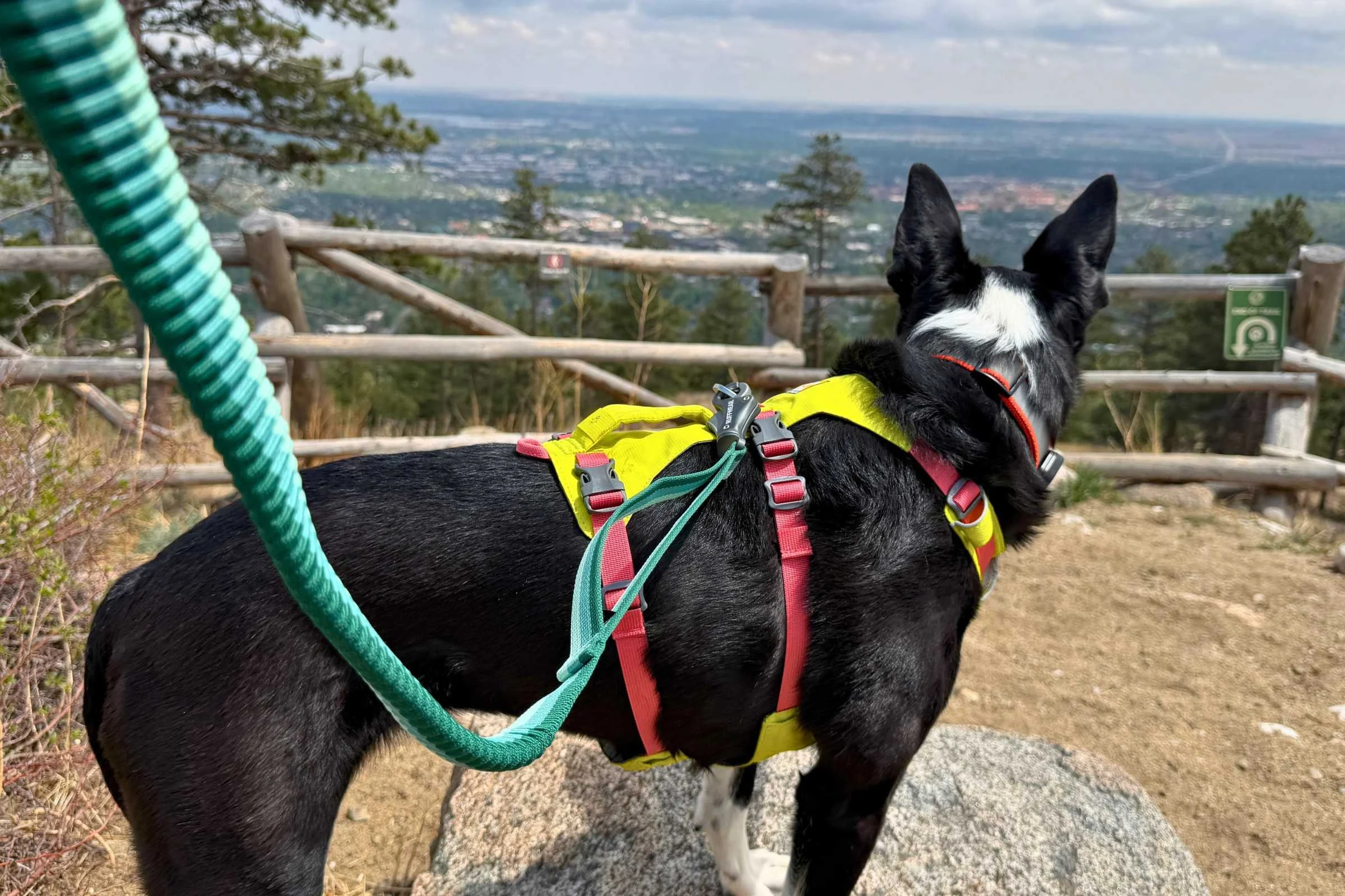 Bungee section of hands-free leash