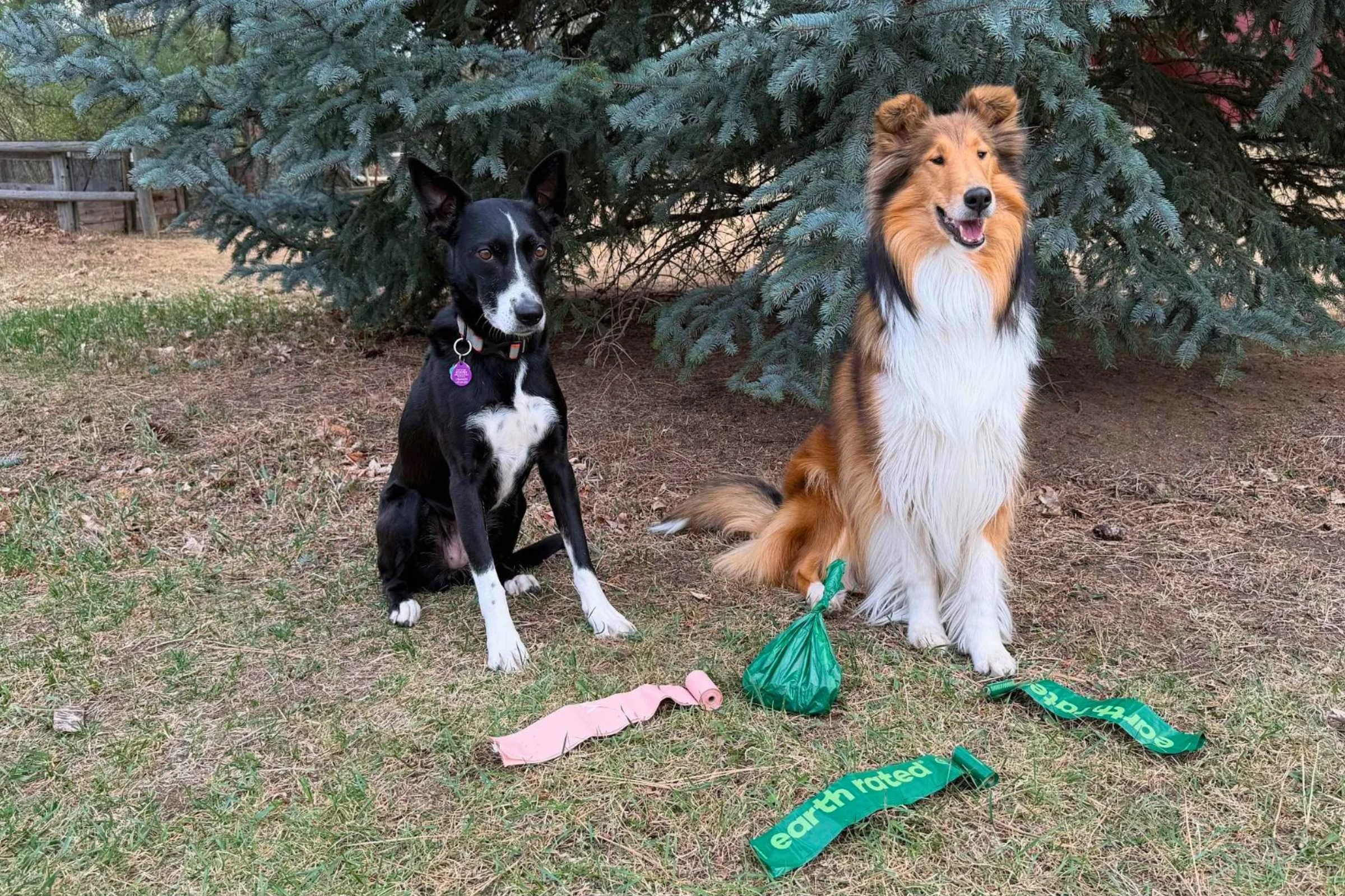 Two dogs sitting in front of multiple types of dog poop bags