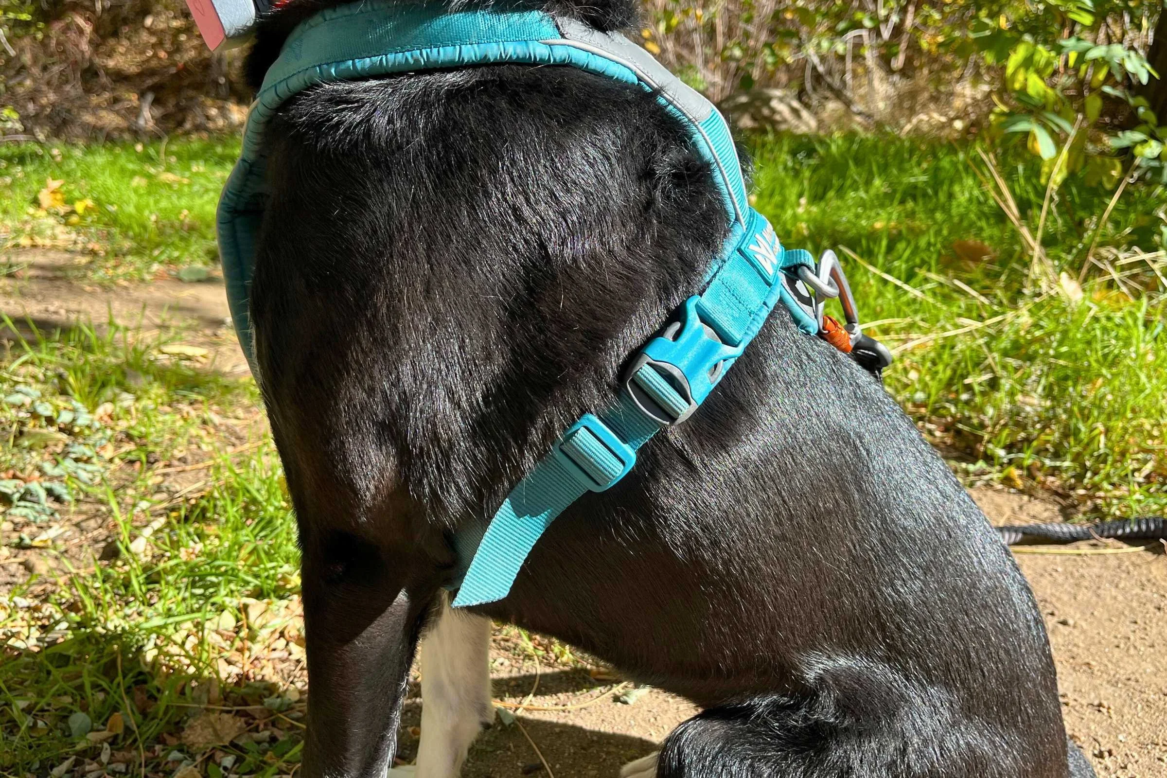 Black dog wearing a blue harness that gives plenty of room behind her front legs