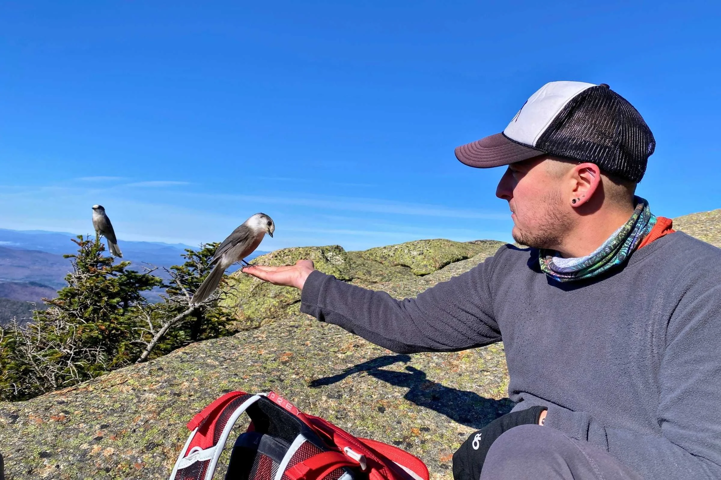 Greyjays are inquisitive and expect food, even when there is none being offered (please note the empty palm). Photo by Tobias Davis.