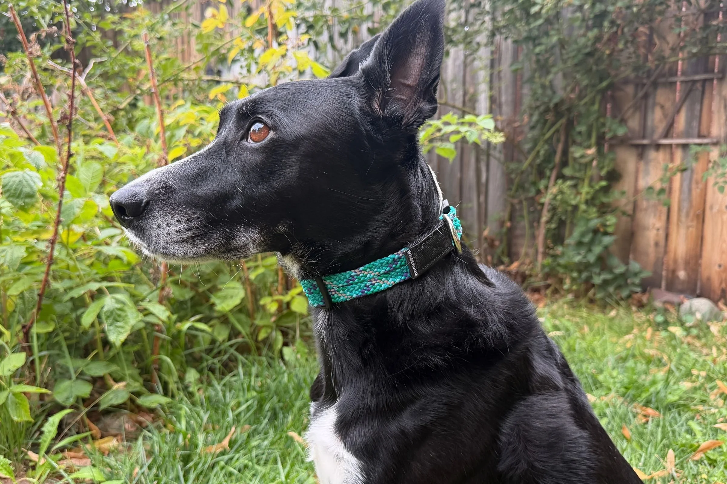 Dog wearing a Wilderdog Rope Reflective Collar during the day.
