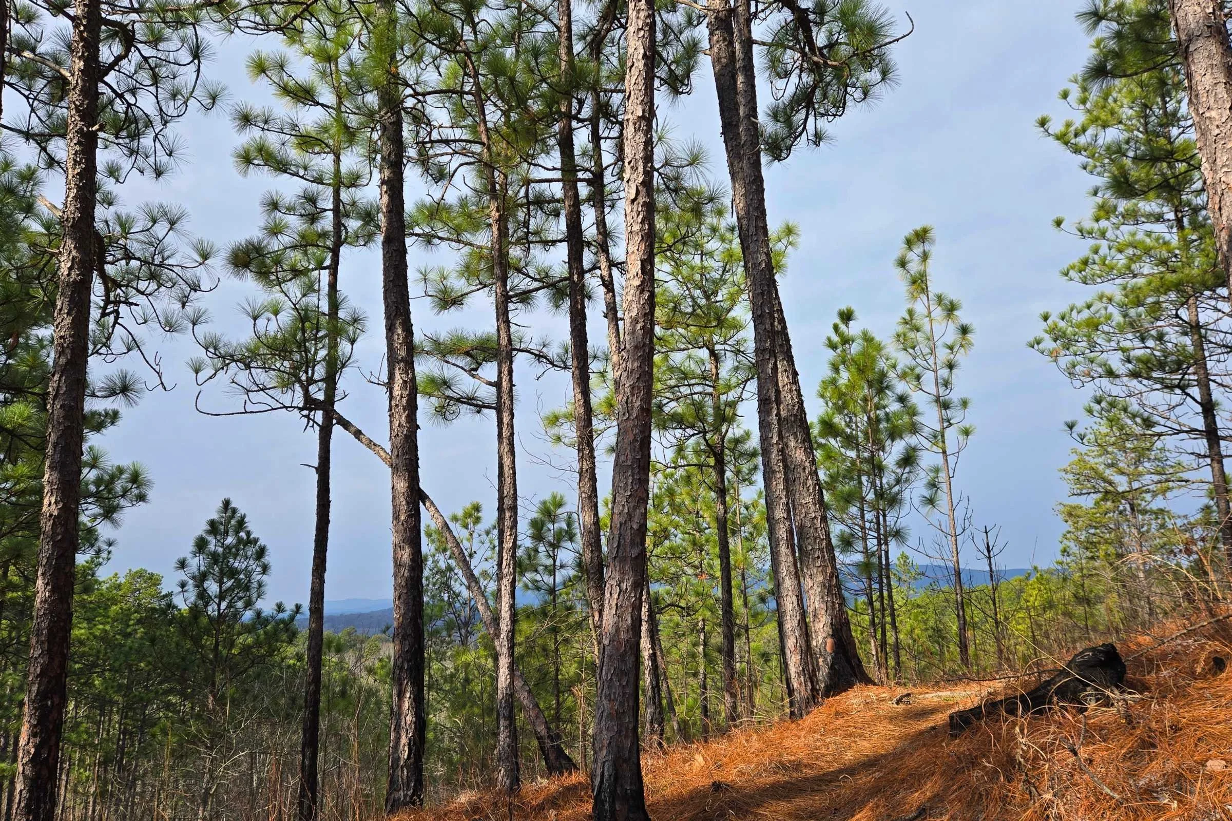 The forest leaving Shoal Creek Ranger Station felt warm and welcoming.