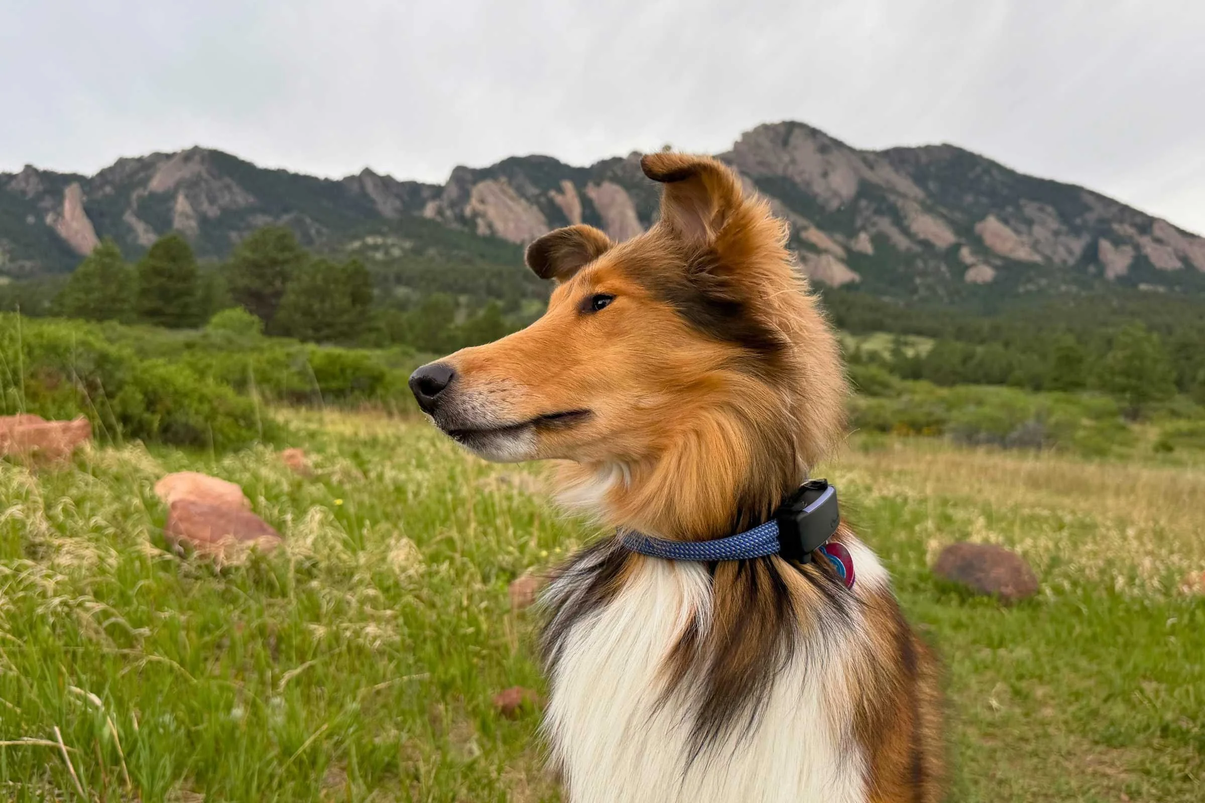 Dog wearing a GPS tracking collar on a trail, device visible on collar