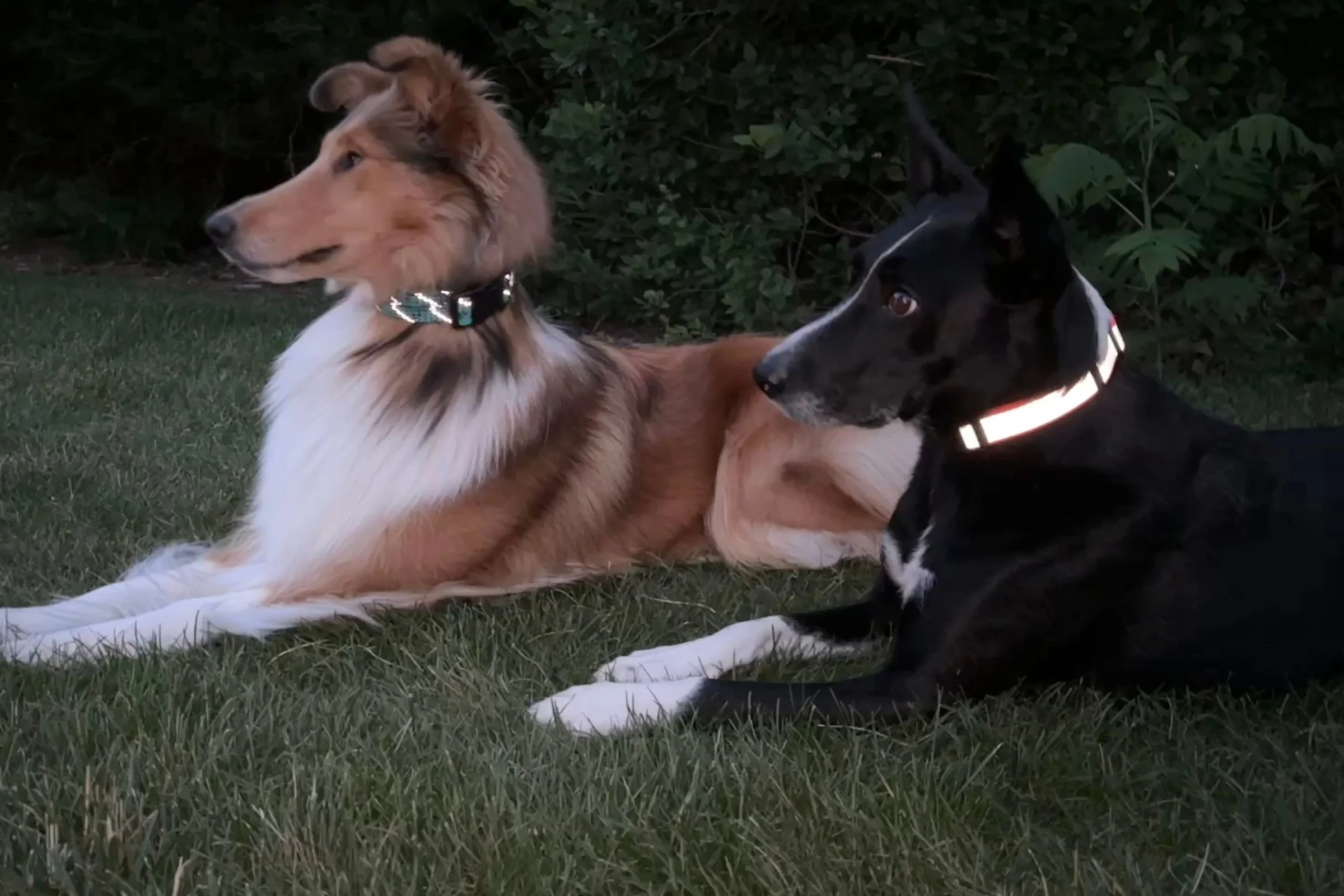 Two dogs laying in the grass at dusk, wearing shining reflective collars: (left) wearing Wilderdog Rope Reflective Collar, (right) wearing Orvis Personalized Reflective Dog Collar