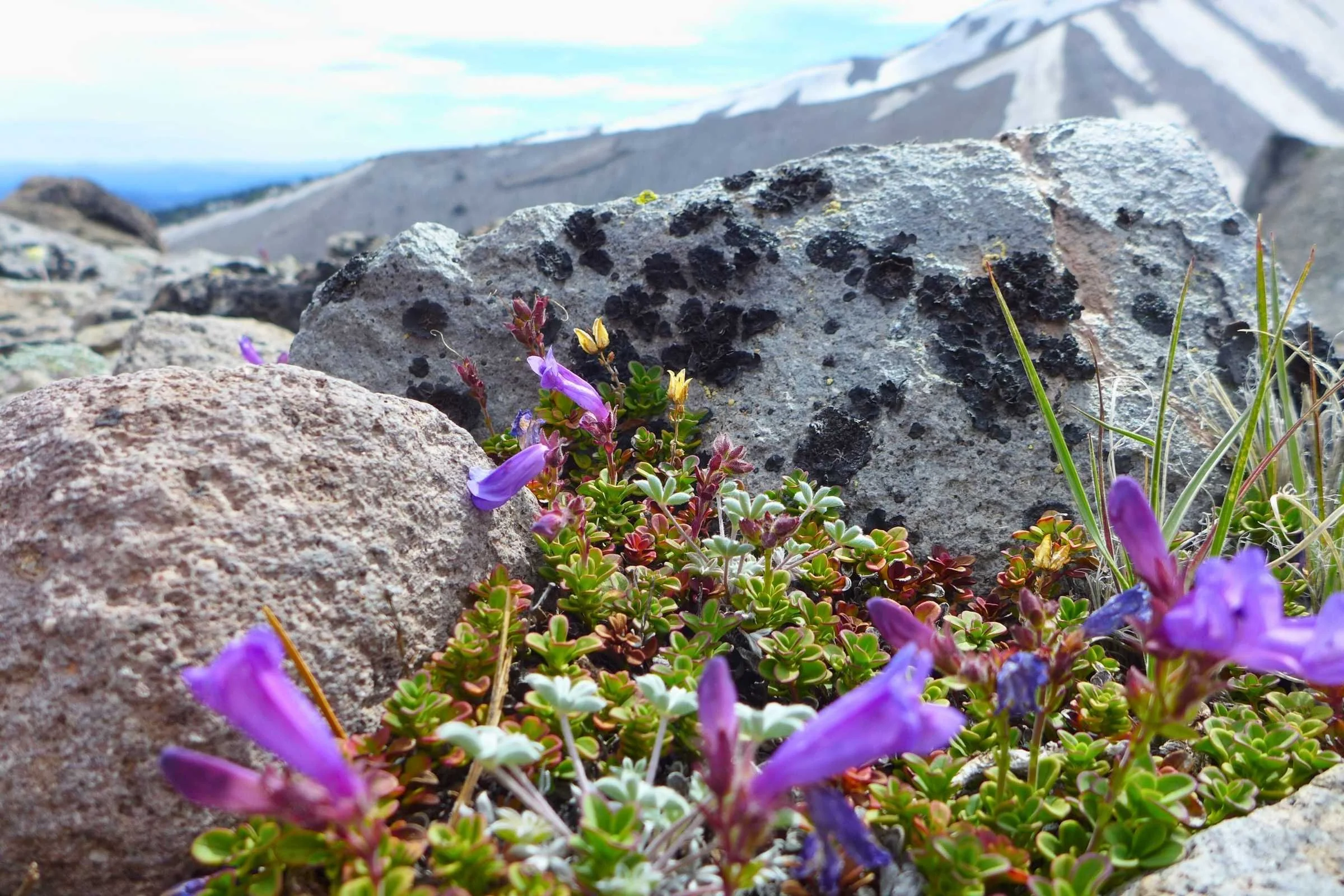 Timberline Where to Go Guide