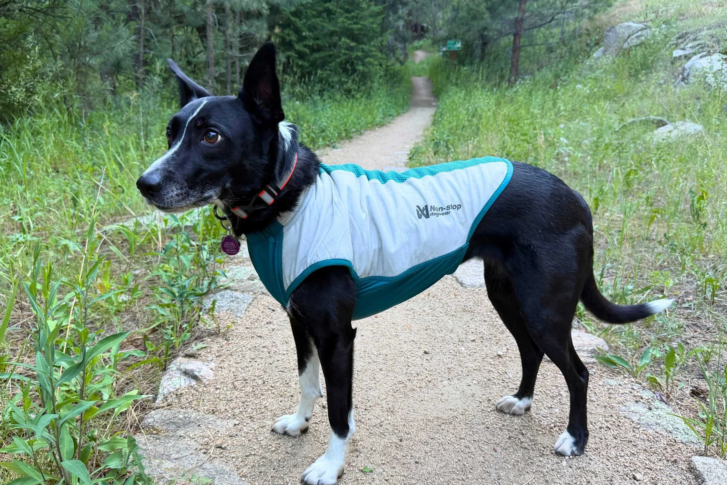 dog wearing Non-stop Dogwear Cooling Pull-on Vest