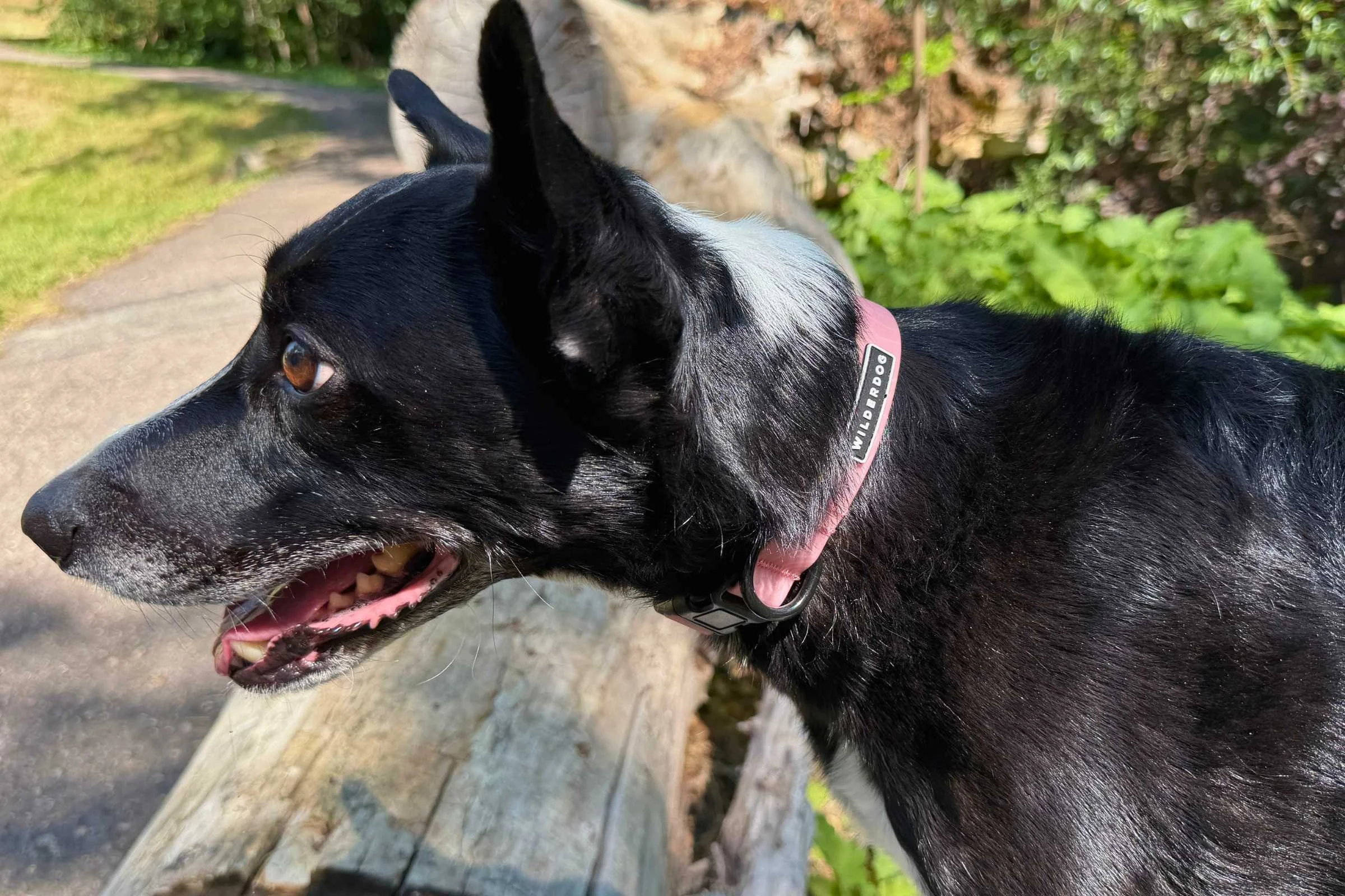 Dog wearing a pink a biothane waterproof collar by Wilderdog