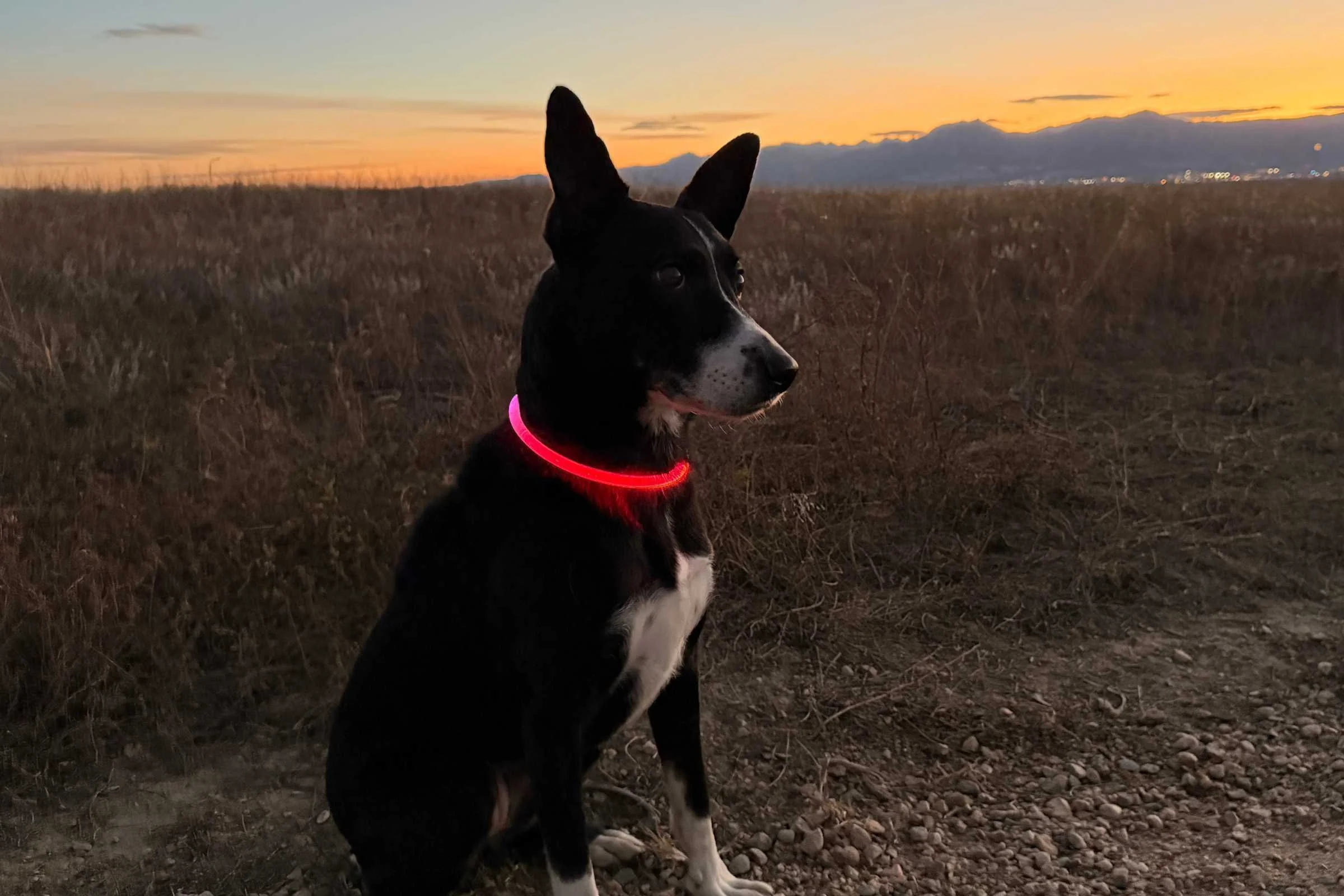 best-light-up-dog-collars-2025-nite-ize-collar-nite-howl.jpg