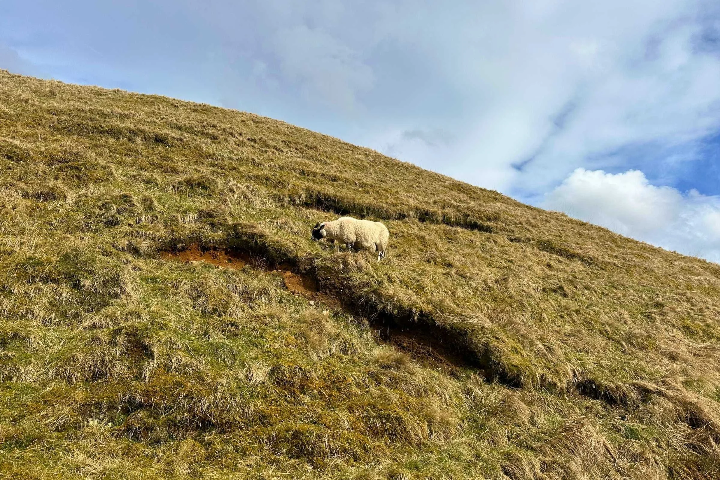 West Highland Way WTG Day 4 sheep field