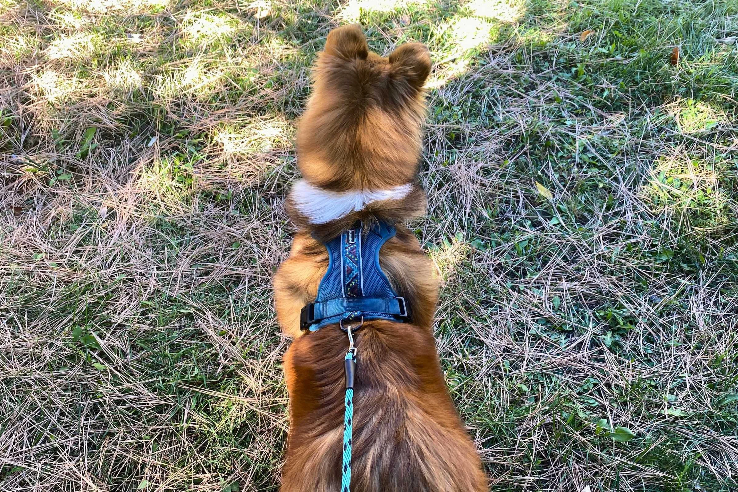 Collie wearing a soft, padded Wilderdog dog harness made of mesh