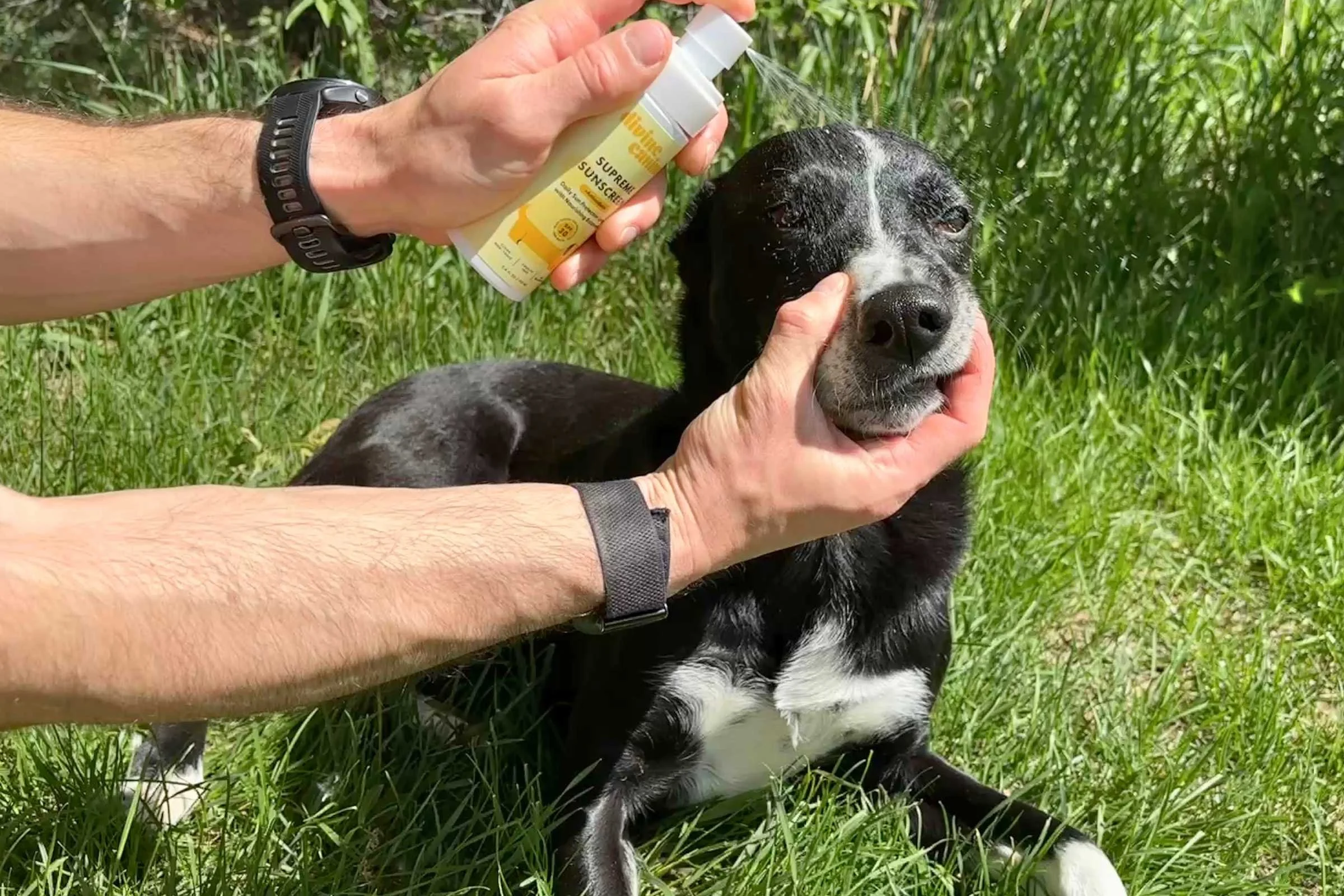 Spray sunscreen being applied on a dog’s face