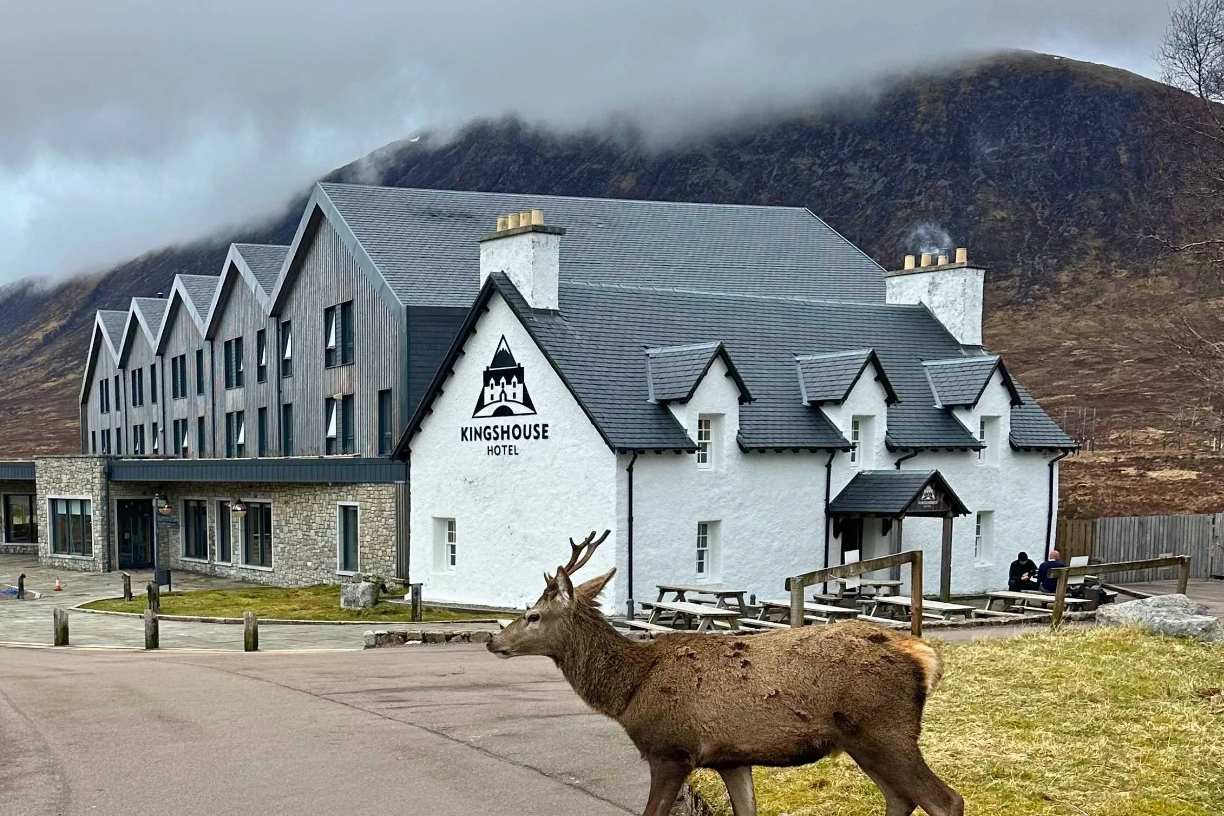 West Highland Way WTG Day 6 Kingshouse weird deer