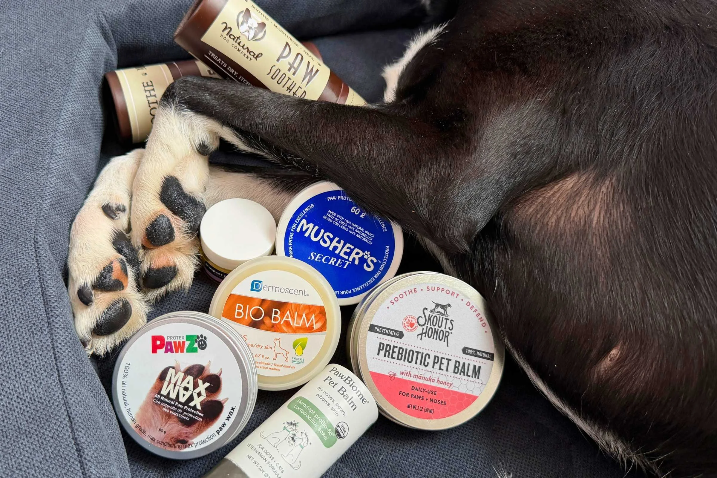 Top-rated dog paw balms arranged showing different formulations