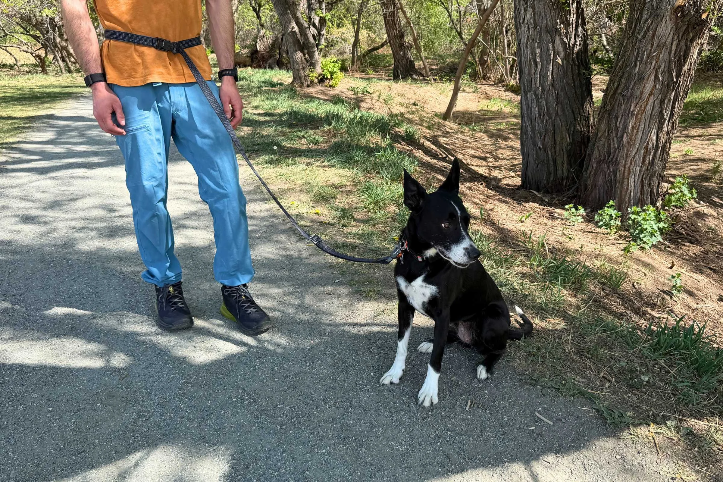 Dog attached to Ridgeline leash, used as a hands-free leash