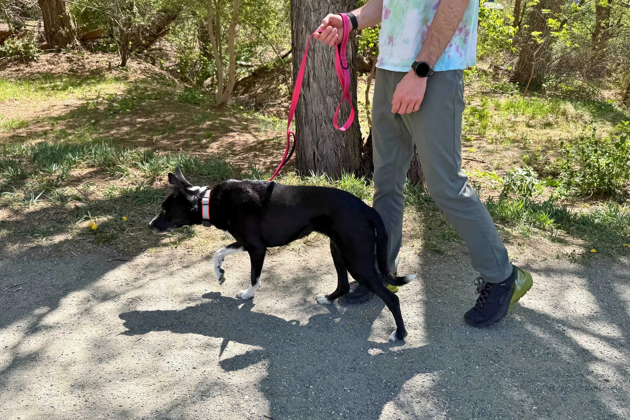 Dog attached to thick, sturdy pink leash