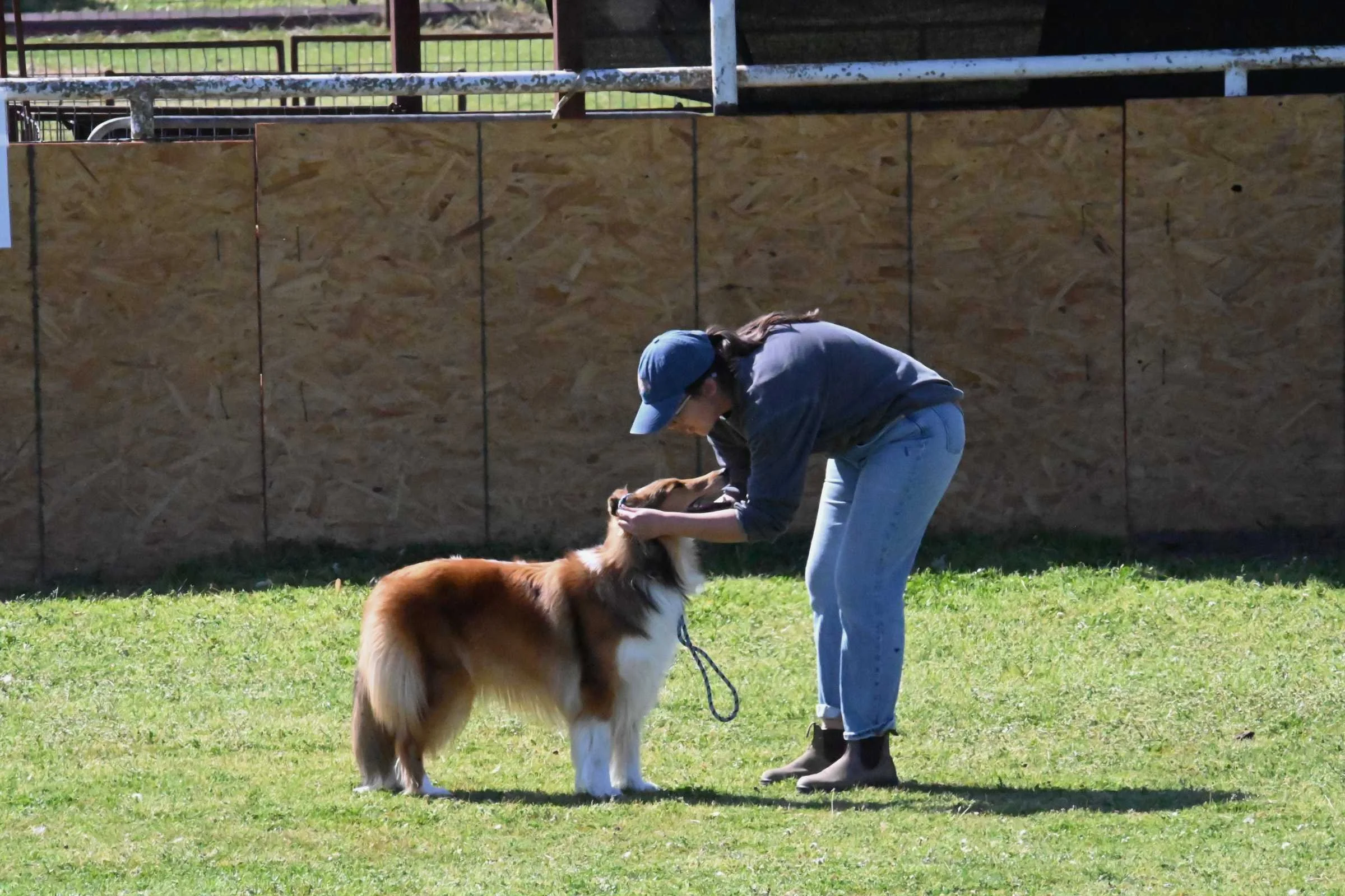 Person bending down to put slip leash on dog