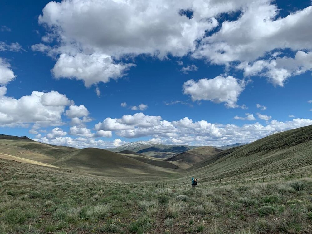 A hiker among green hills and blue cloudy sky on the Oregon Desert Trail