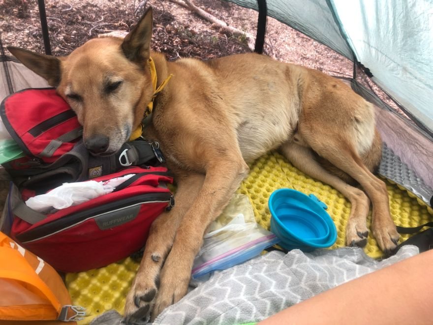 Bottle Koozie: Never Camp Alone - Green - Dog is Good