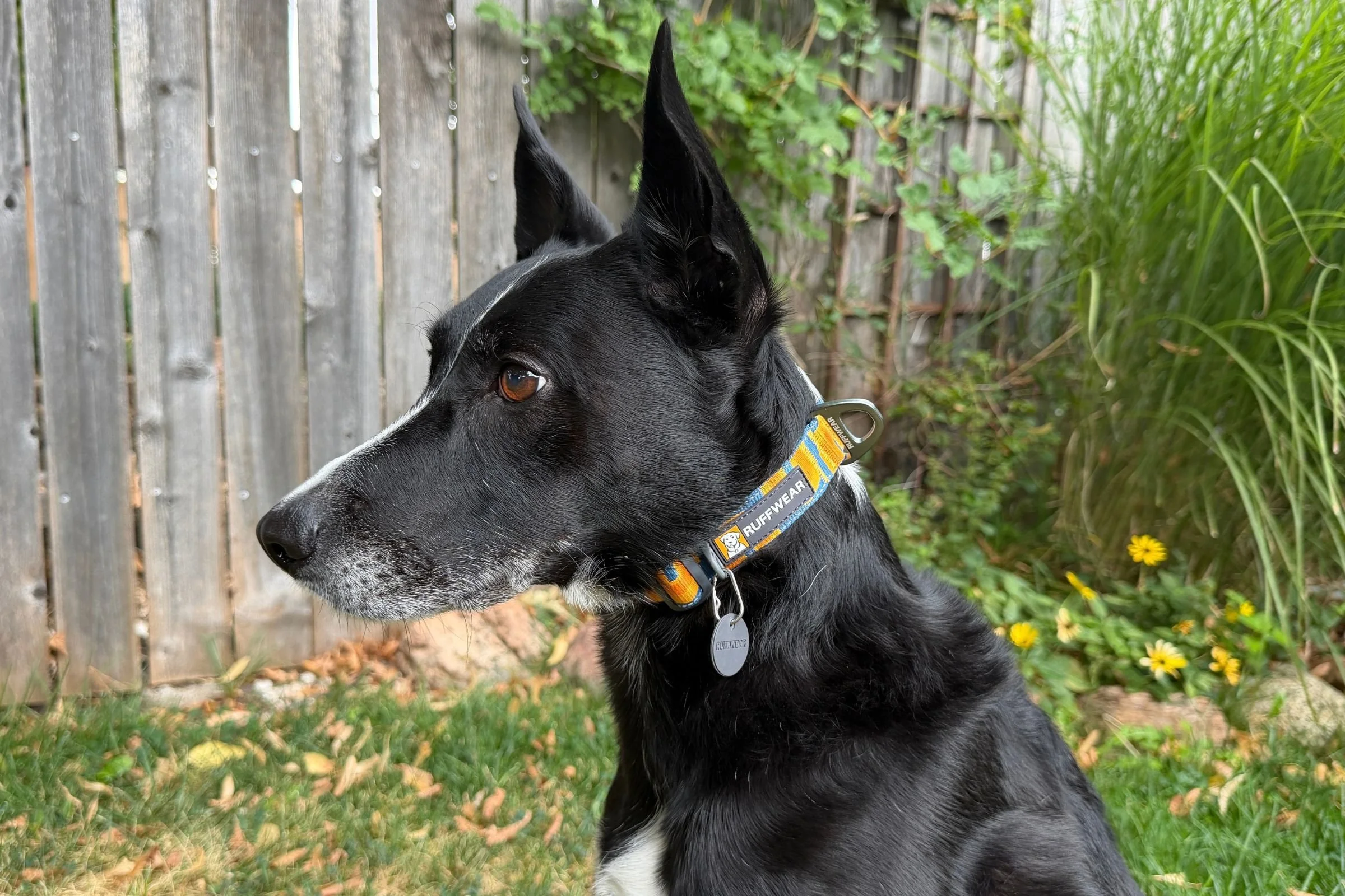 Dog wearing patterned, reflective  Ruffwear Crag dog collar during the daytime