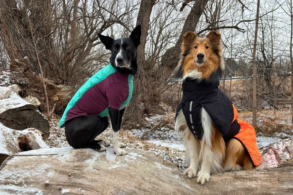 How Long Can a Dog Survive 28 Degree Weather: Essential Safety Tips