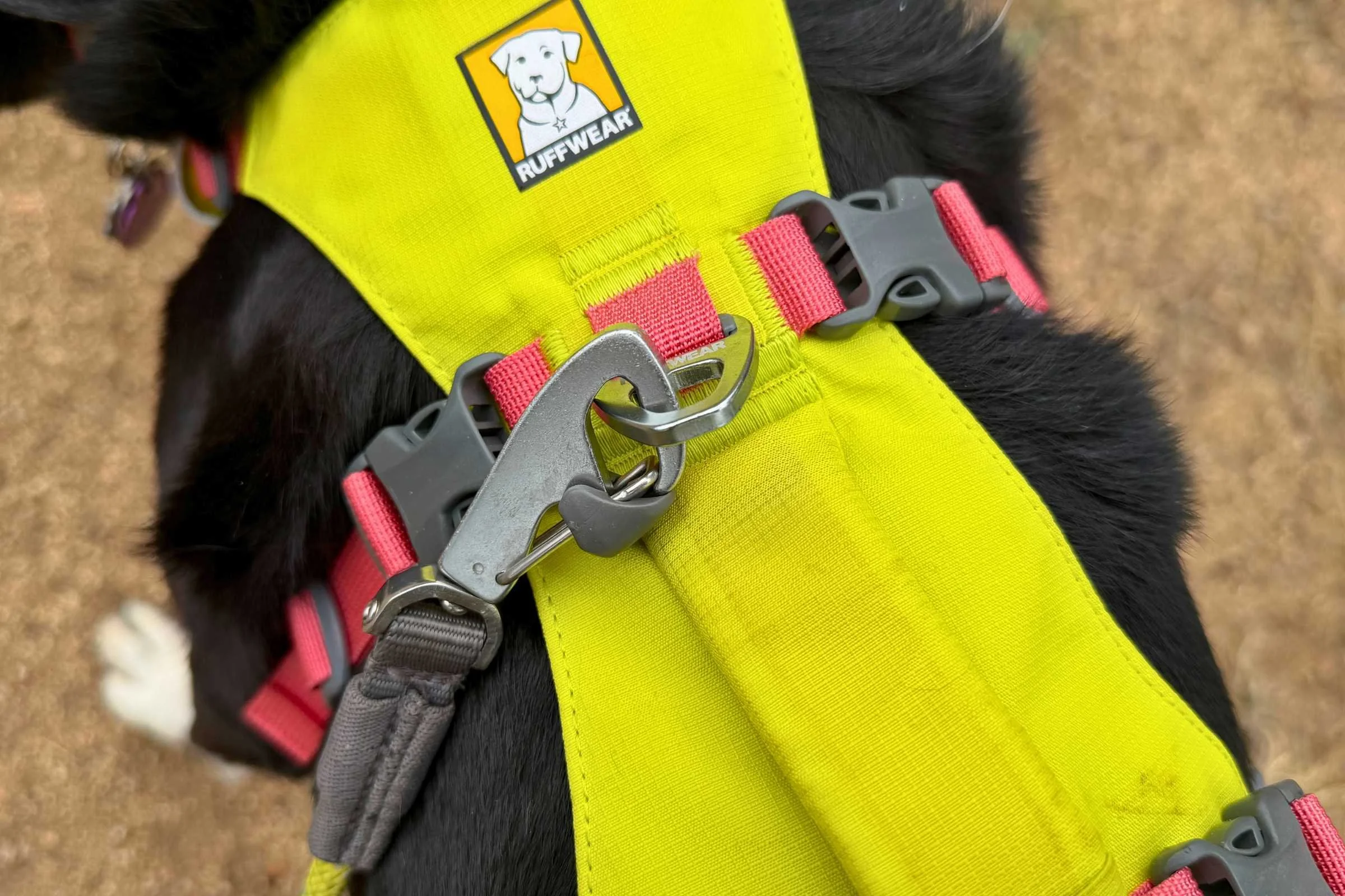 Close up of leash clip attachment