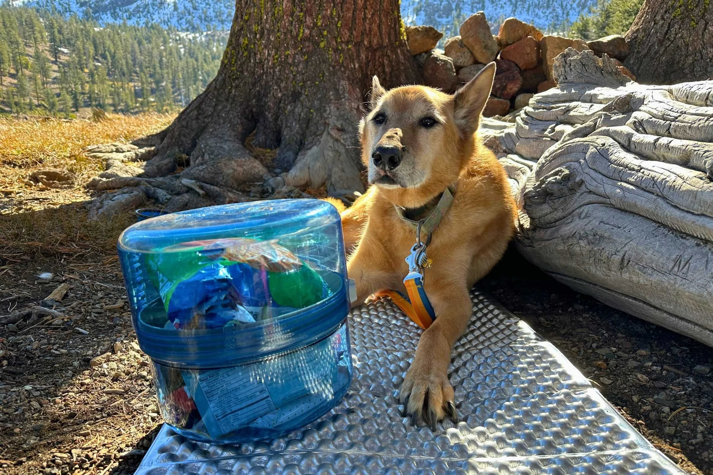 Ace would like his dinner.  Photo courtesy Sara Kruglinski.