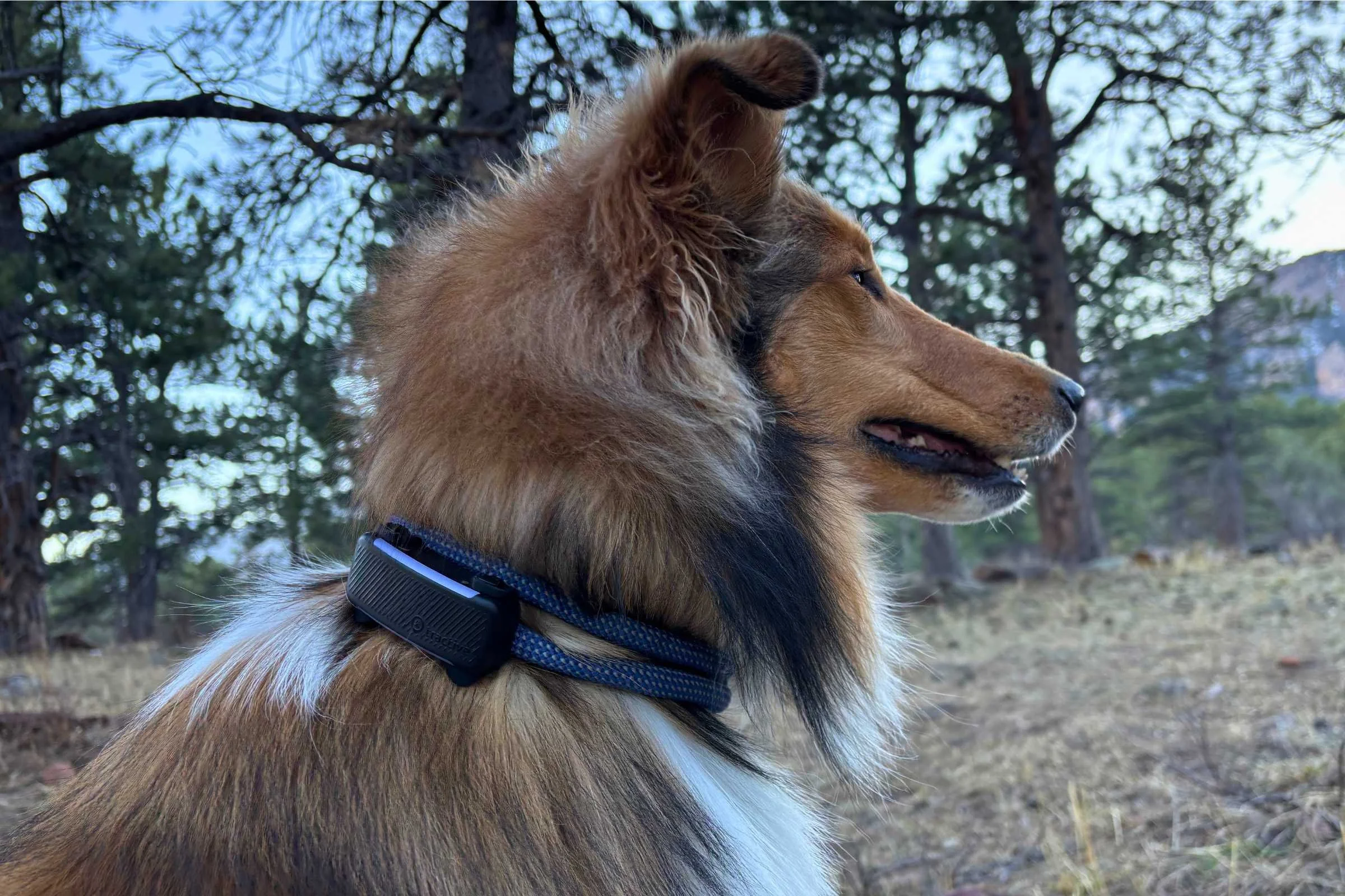 Tractive dog 6 header