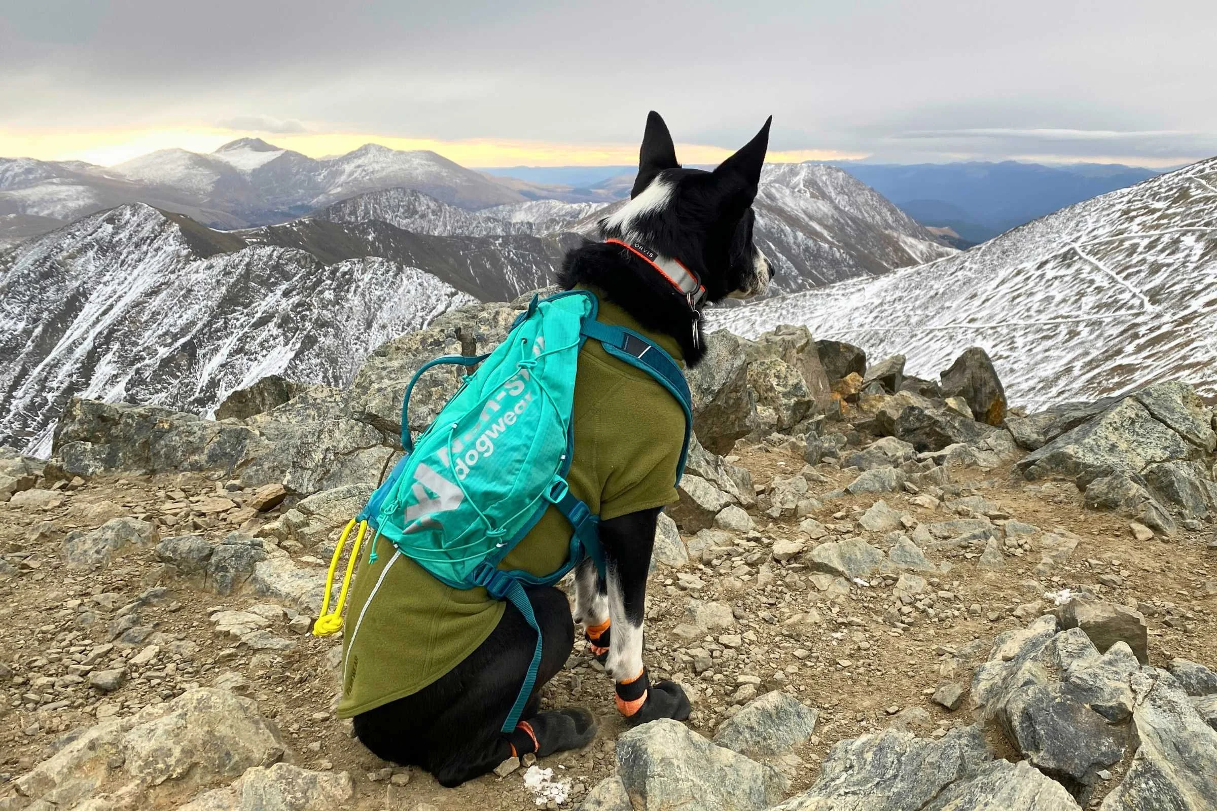Dog wearing the Non-stop Dogwear Trail Light Dog Backpack