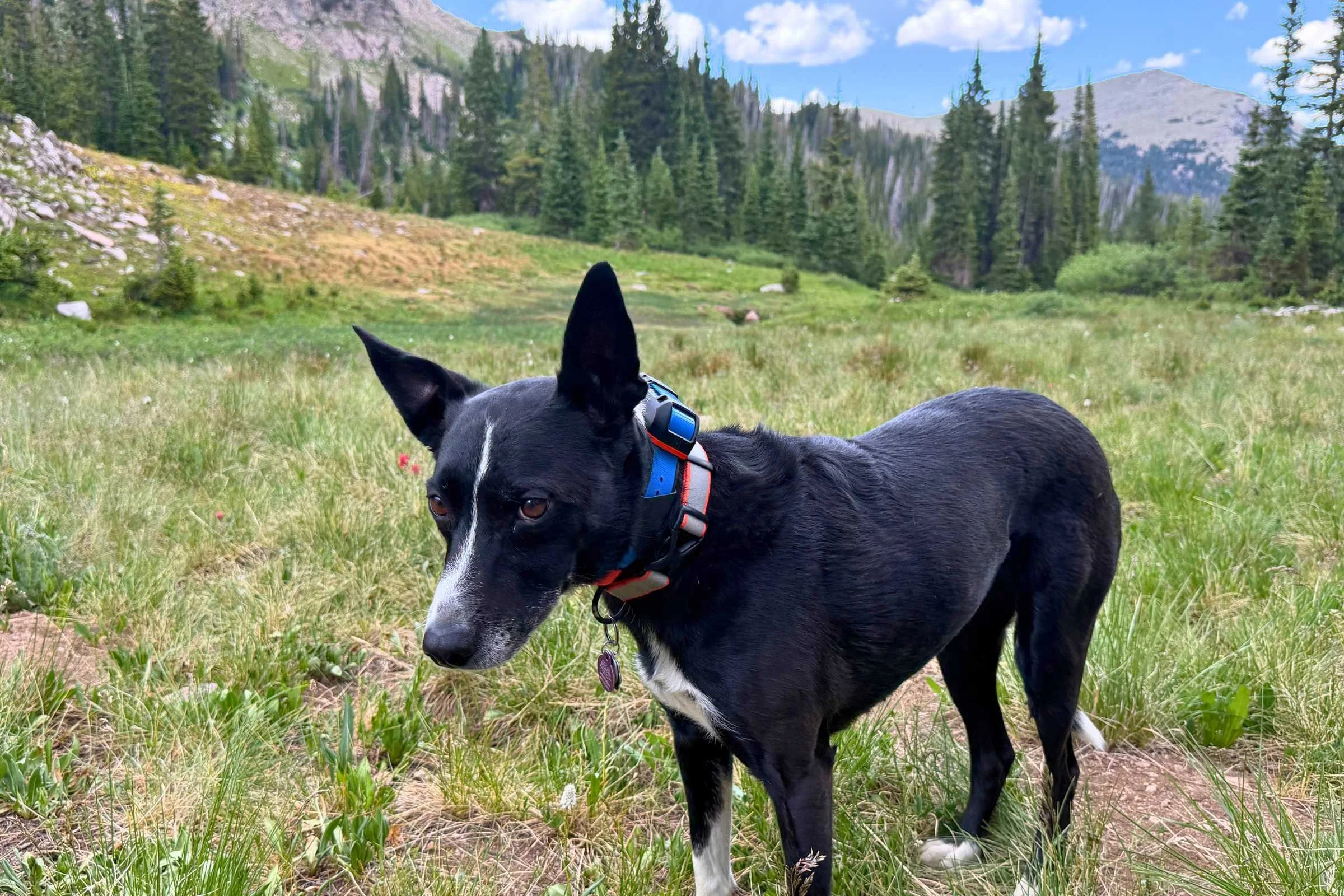 Black dog wearing a garmin GPS collar while hiking in the mountains