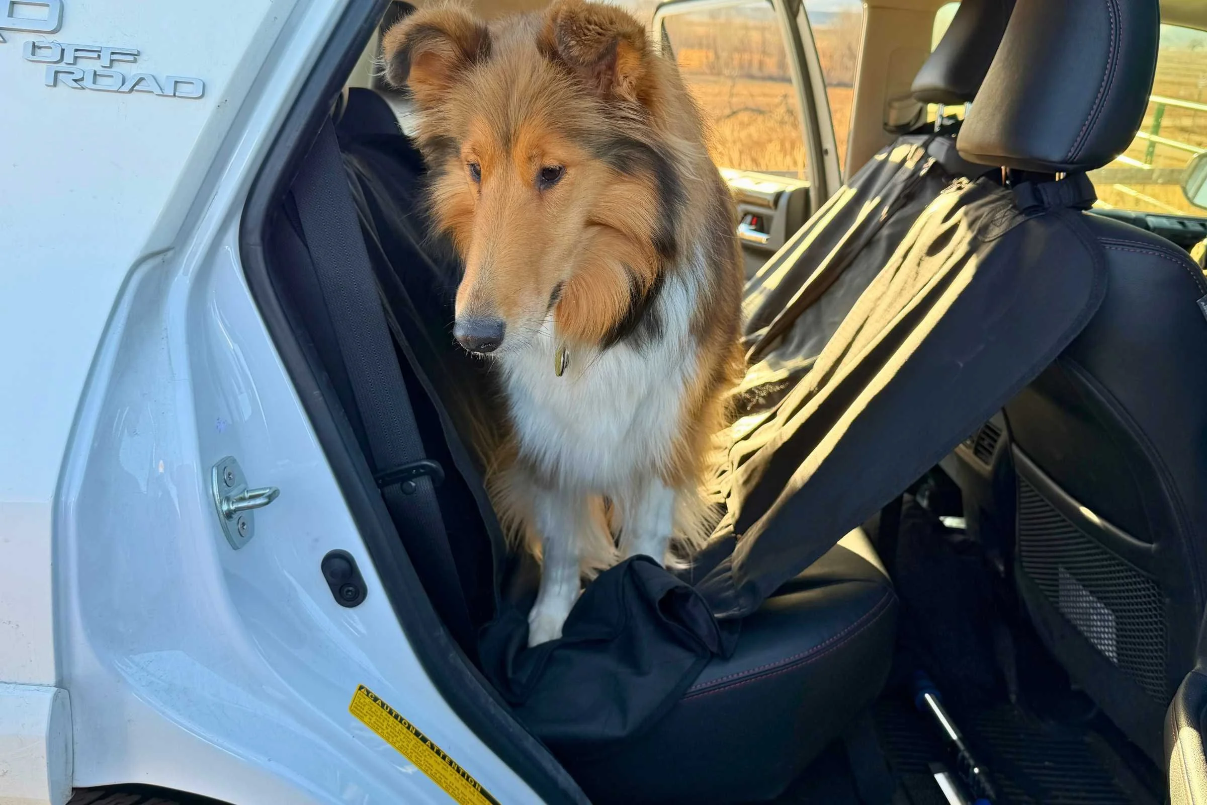 Dog standing on poorly fitted dog car seat cover