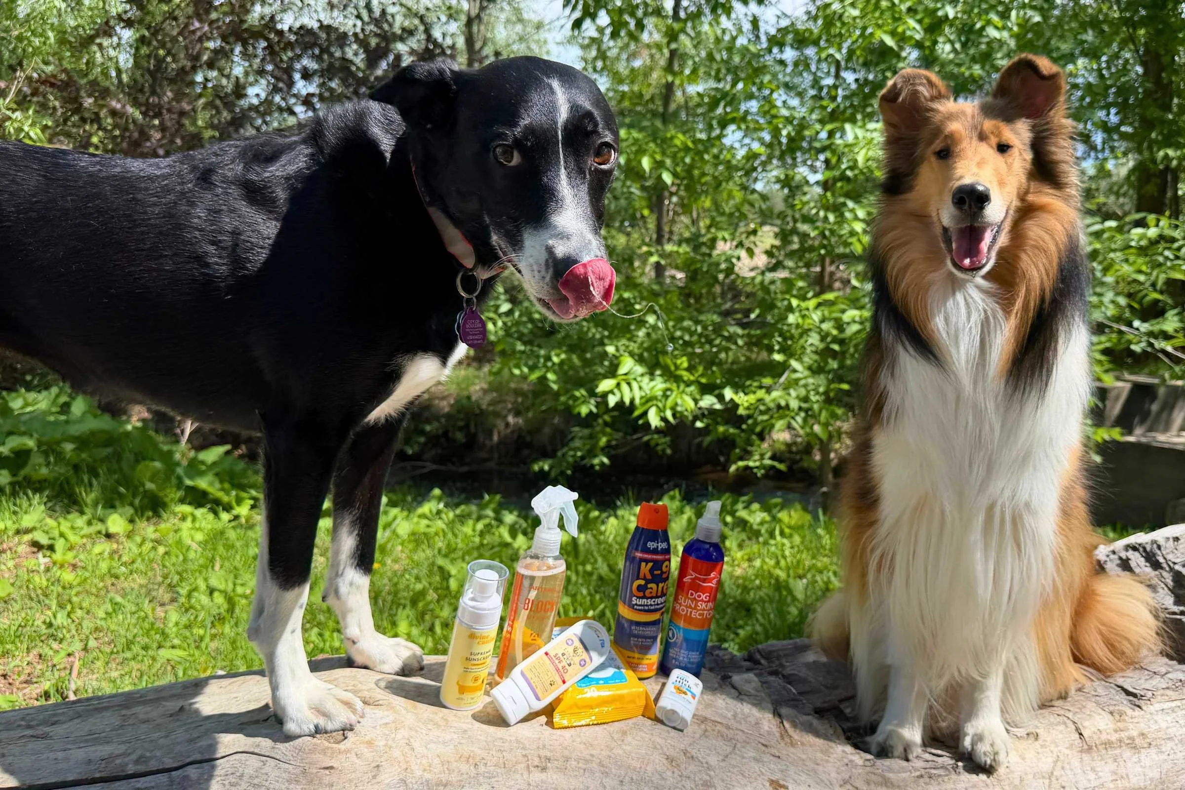 Two dogs standing next to a variety of dog sunscreens