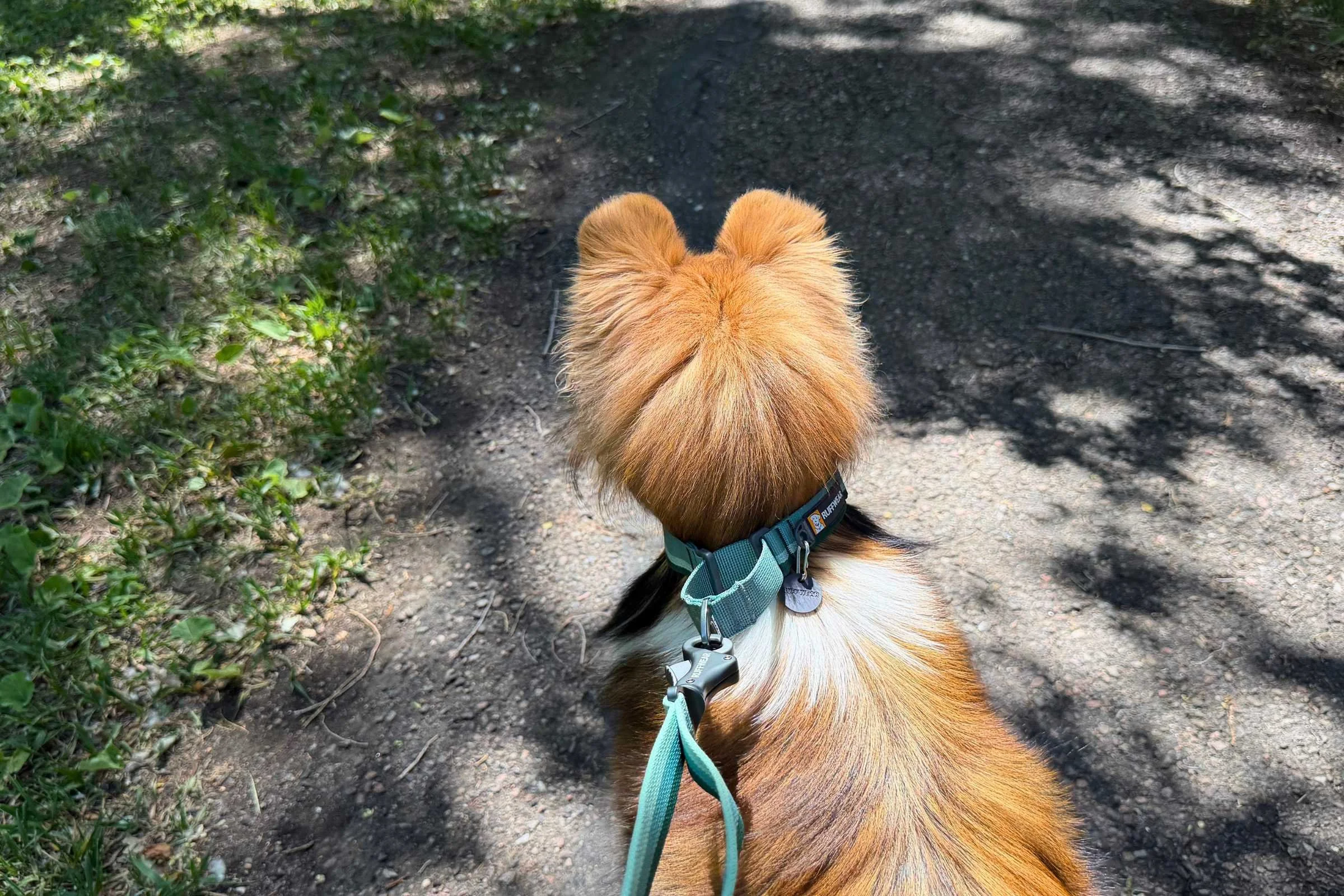 A collie wearing the Ruffwear Web Reaction (a martingale style collar), showing the loop and tightening mechanism