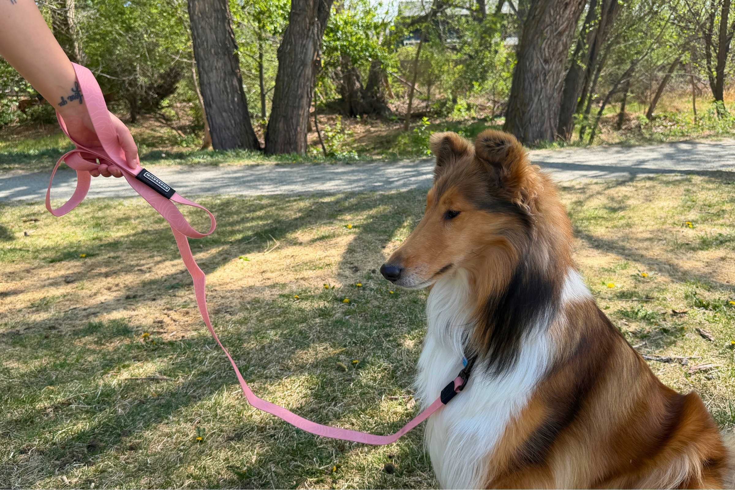 Dog attached to a pink waterproof leash