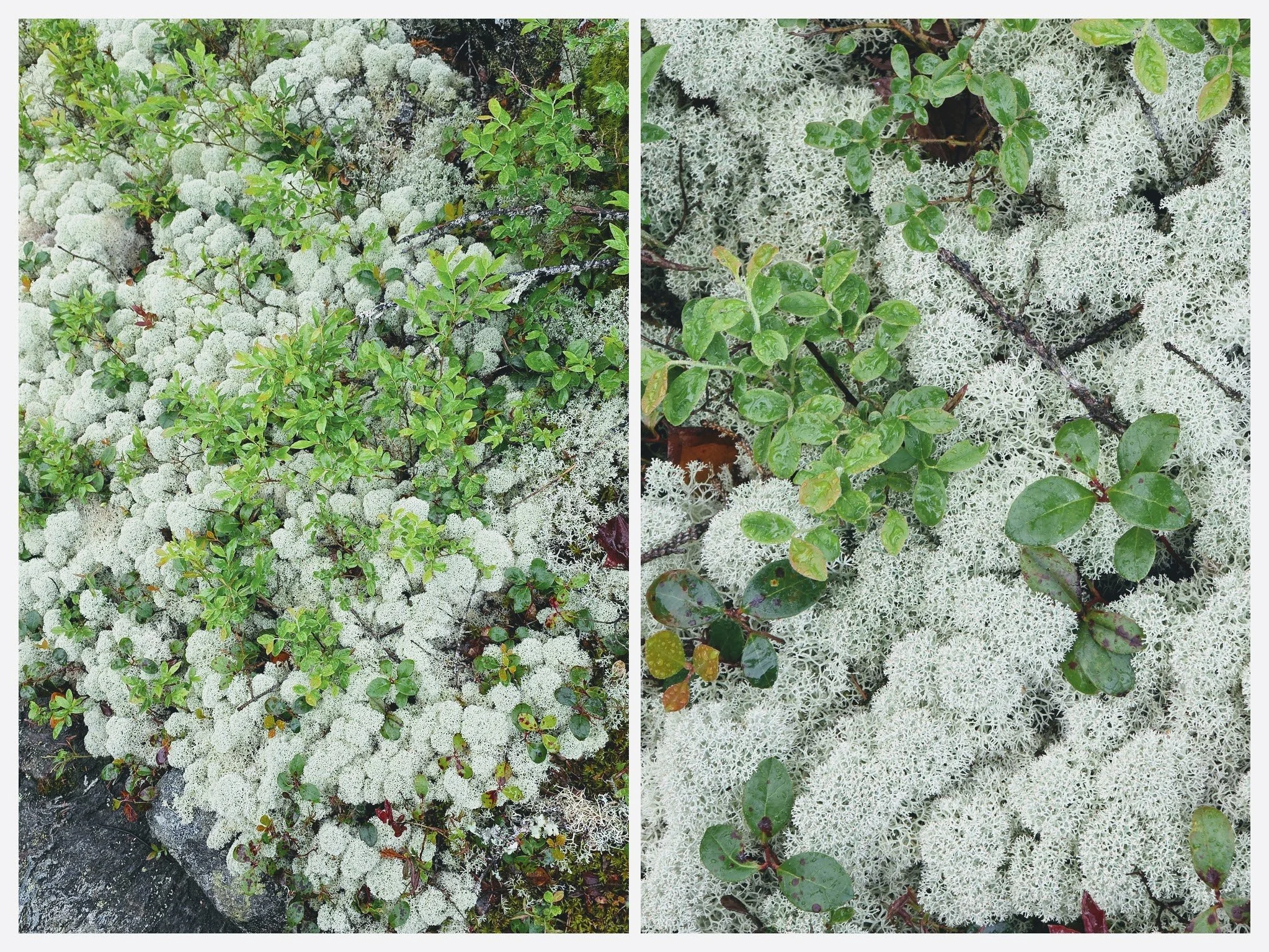 Reindeer Moss (technically a lichen) at the summit of Sunday River Whitecap. Photo by Aubri Drake.