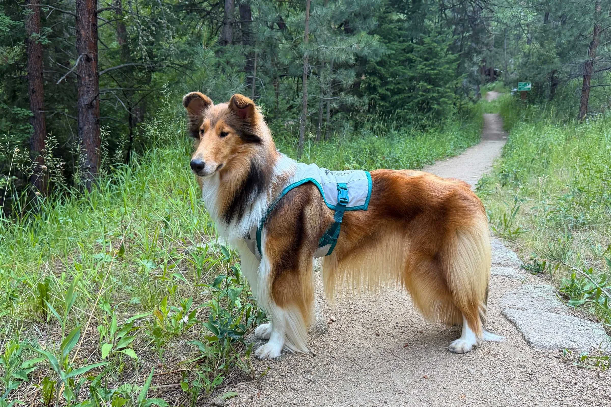 Dog wearing Non-stop Dogwear Cooling Vest