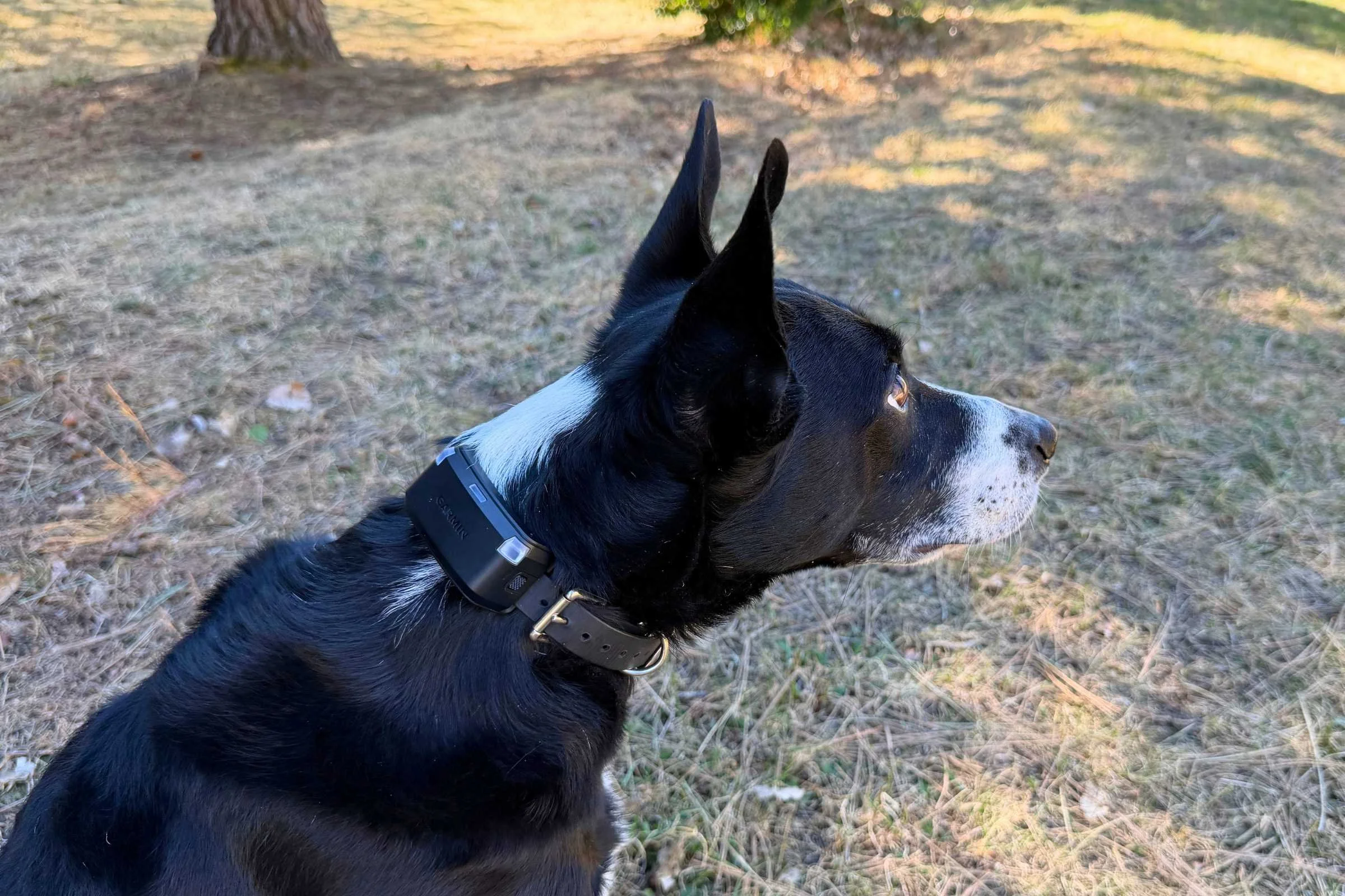 Black and white dog wearing the Garmin Alpha LTE on a black collar