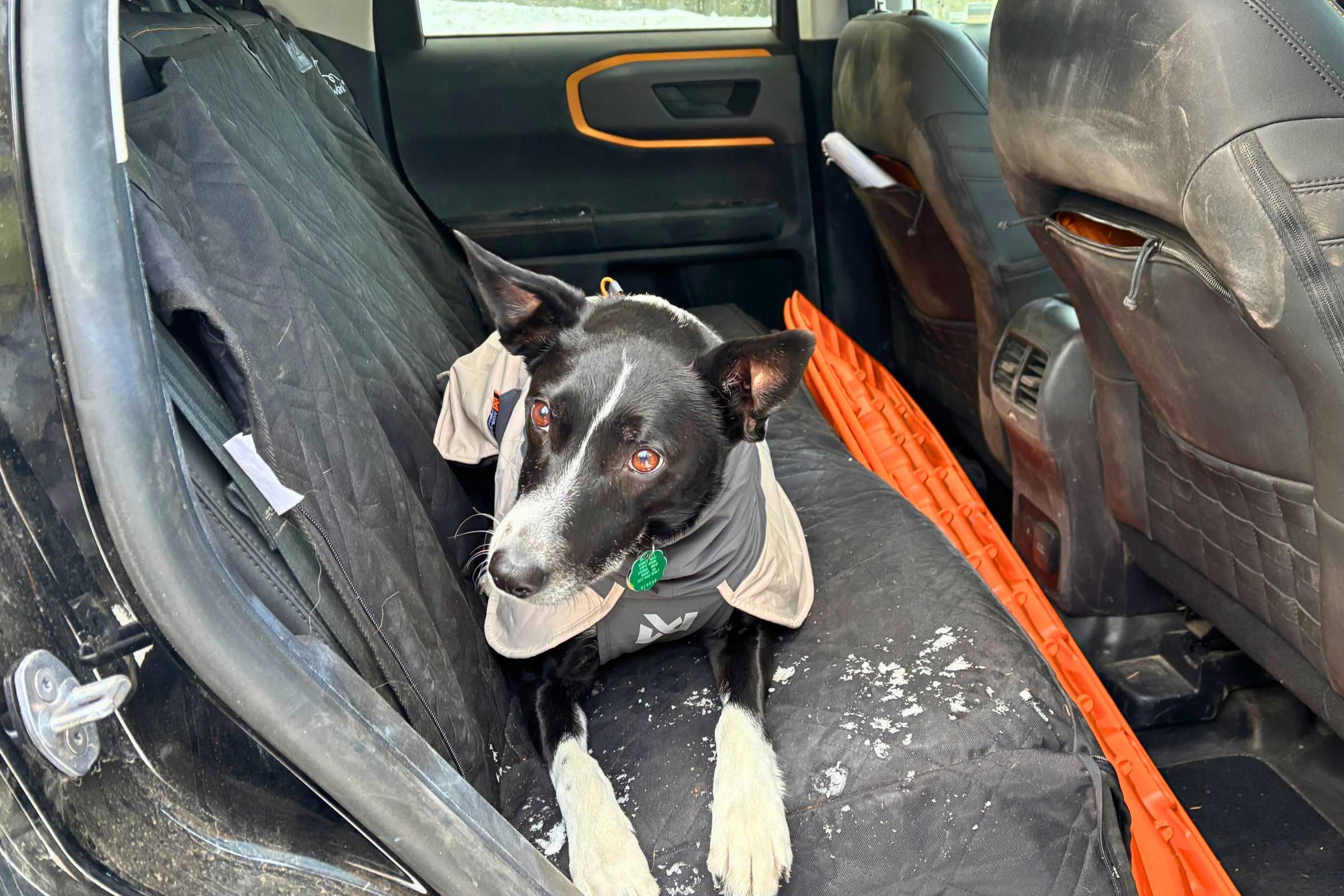 Dog with snowy paws laying down on a car seat cover